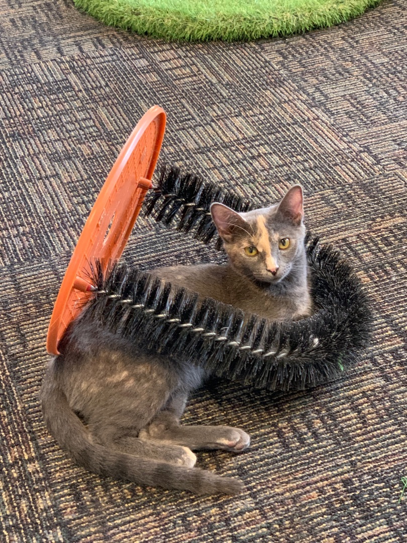Gizmo, an adoptable Domestic Short Hair in Saint Charles, MO image 3/4
