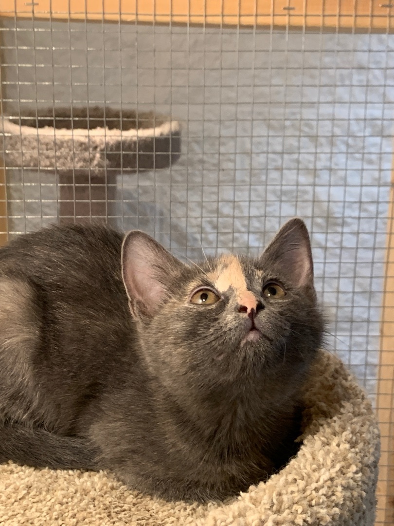 Gizmo, an adoptable Domestic Short Hair in Saint Charles, MO image 4/4
