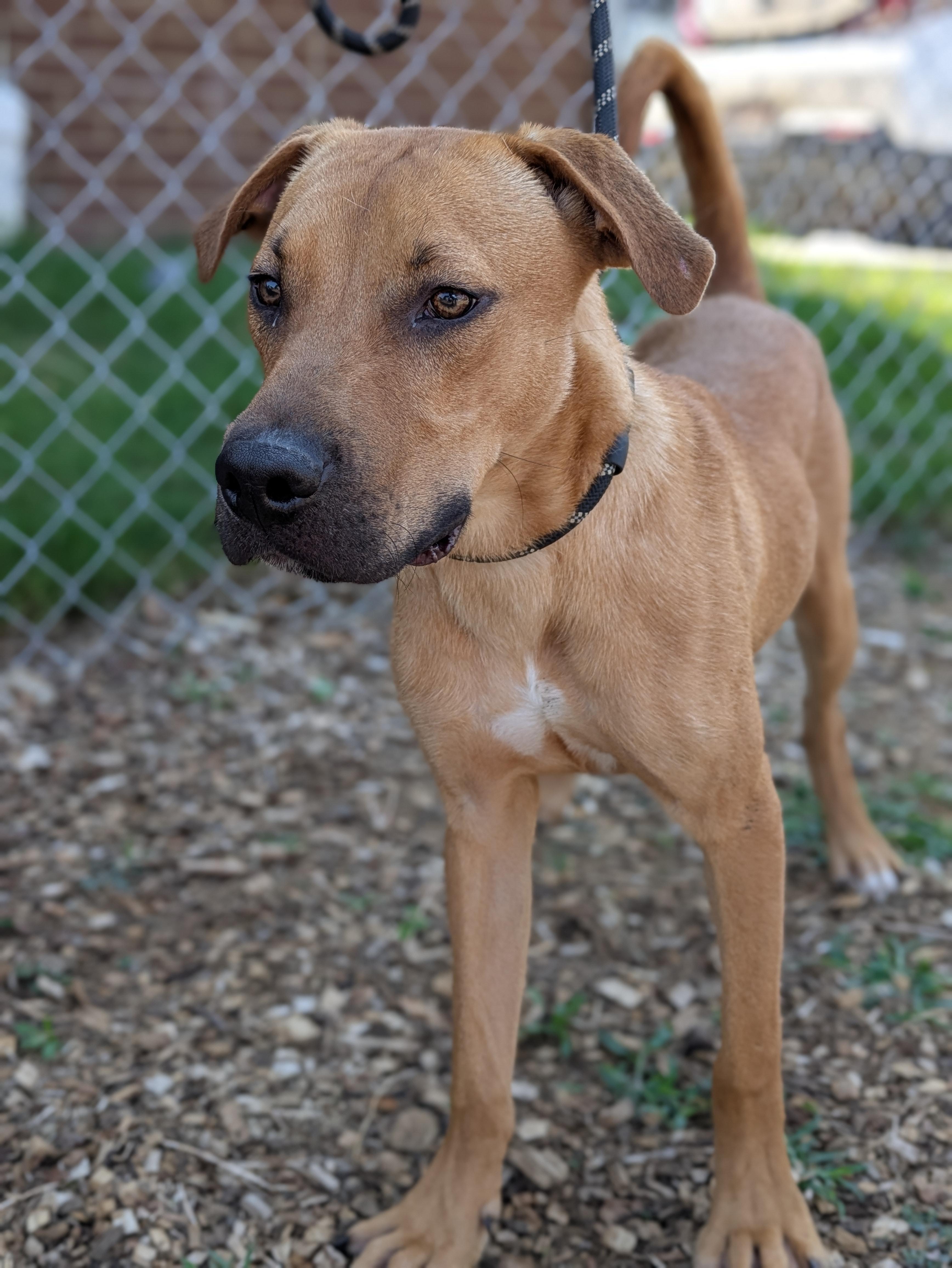 Flash, Adoptable, Young Male Mixed Breed.