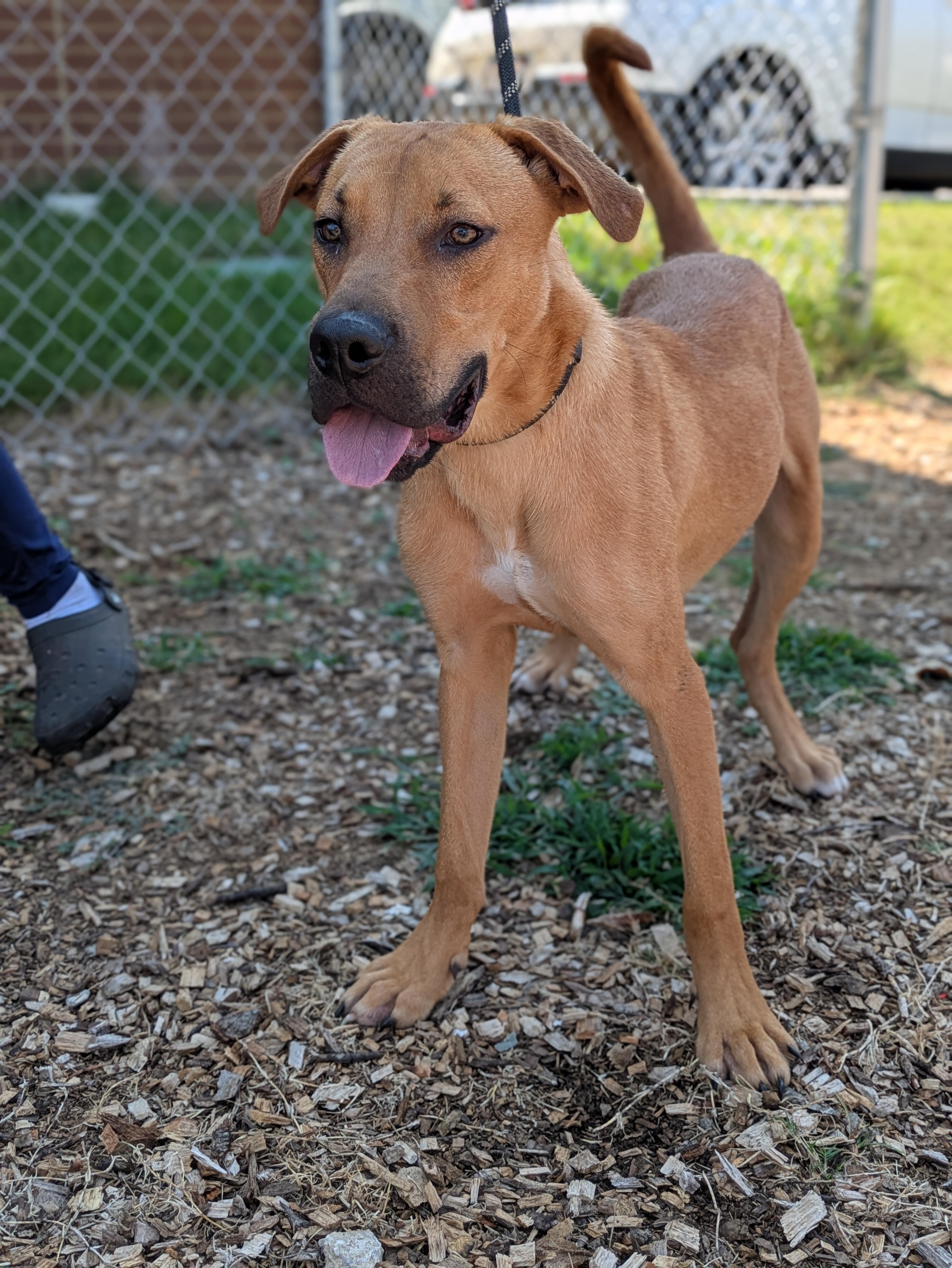 Enlarge Flash, a Adoptable Mixed Breed in Huntsville, AL image 4/5