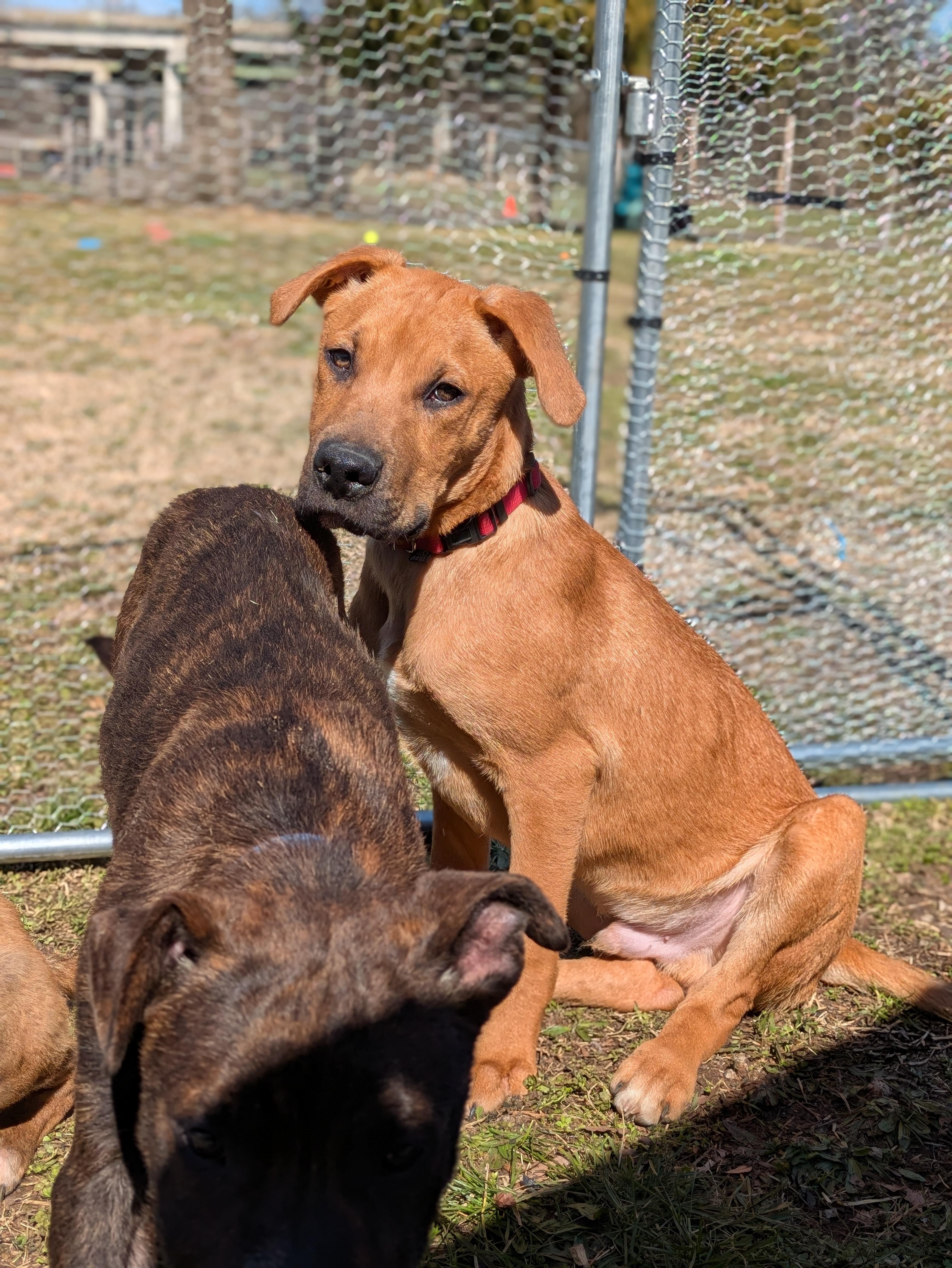 Enlarge Flash, a Adoptable Mixed Breed in Huntsville, AL image 5/5