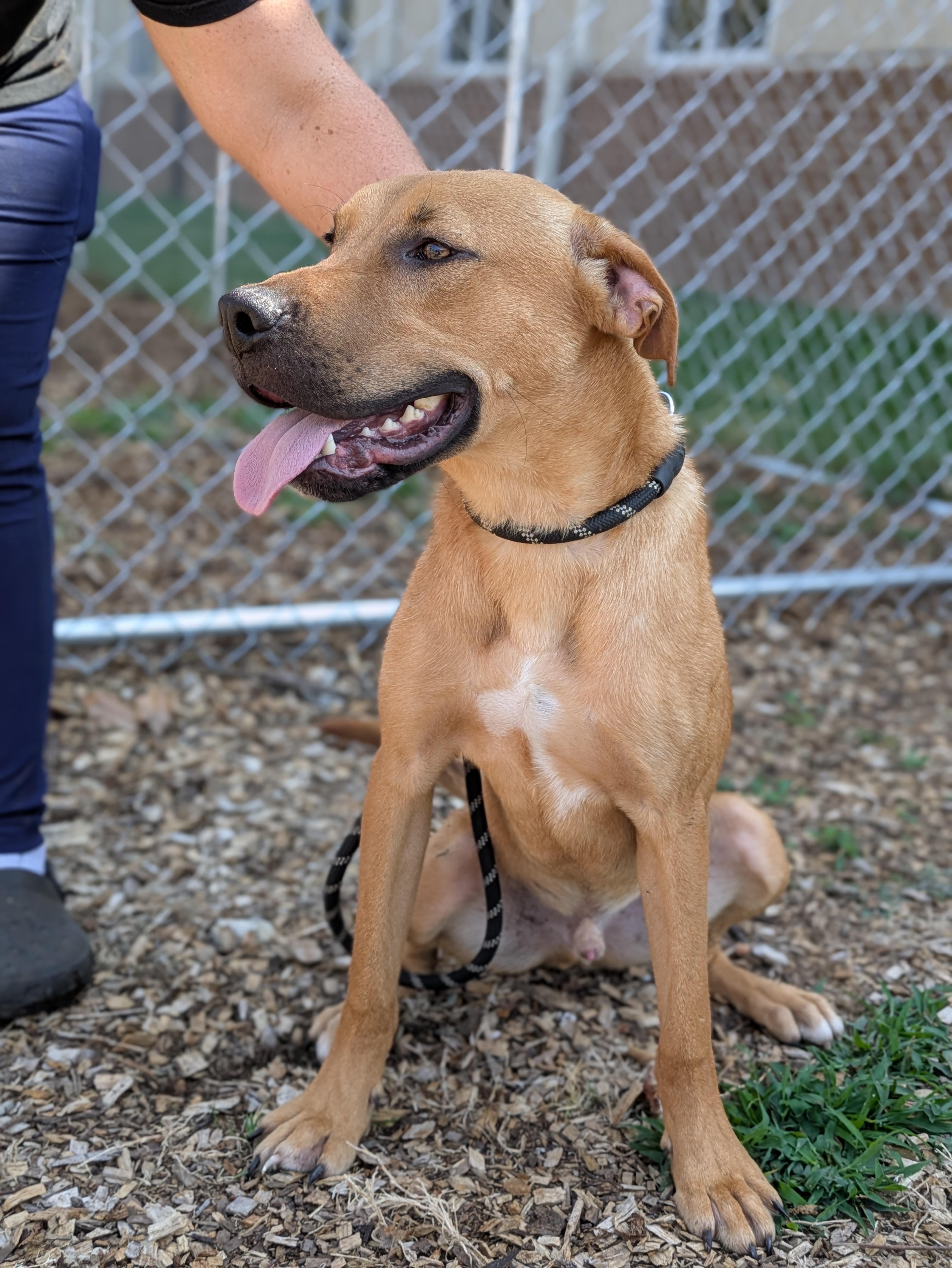Enlarge Flash, a Adoptable Mixed Breed in Huntsville, AL image 2/5
