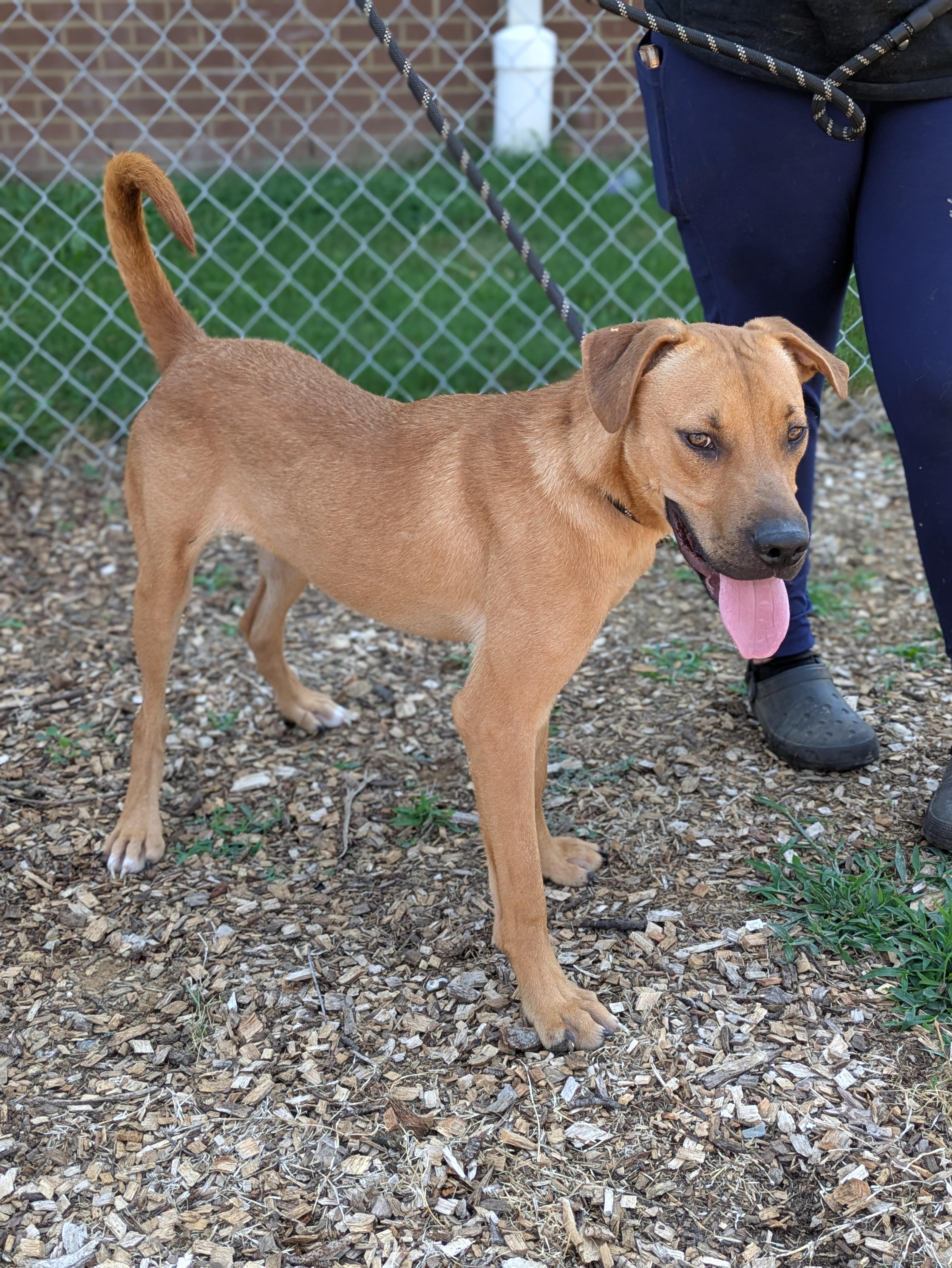 Enlarge Flash, a Adoptable Mixed Breed in Huntsville, AL image 3/5