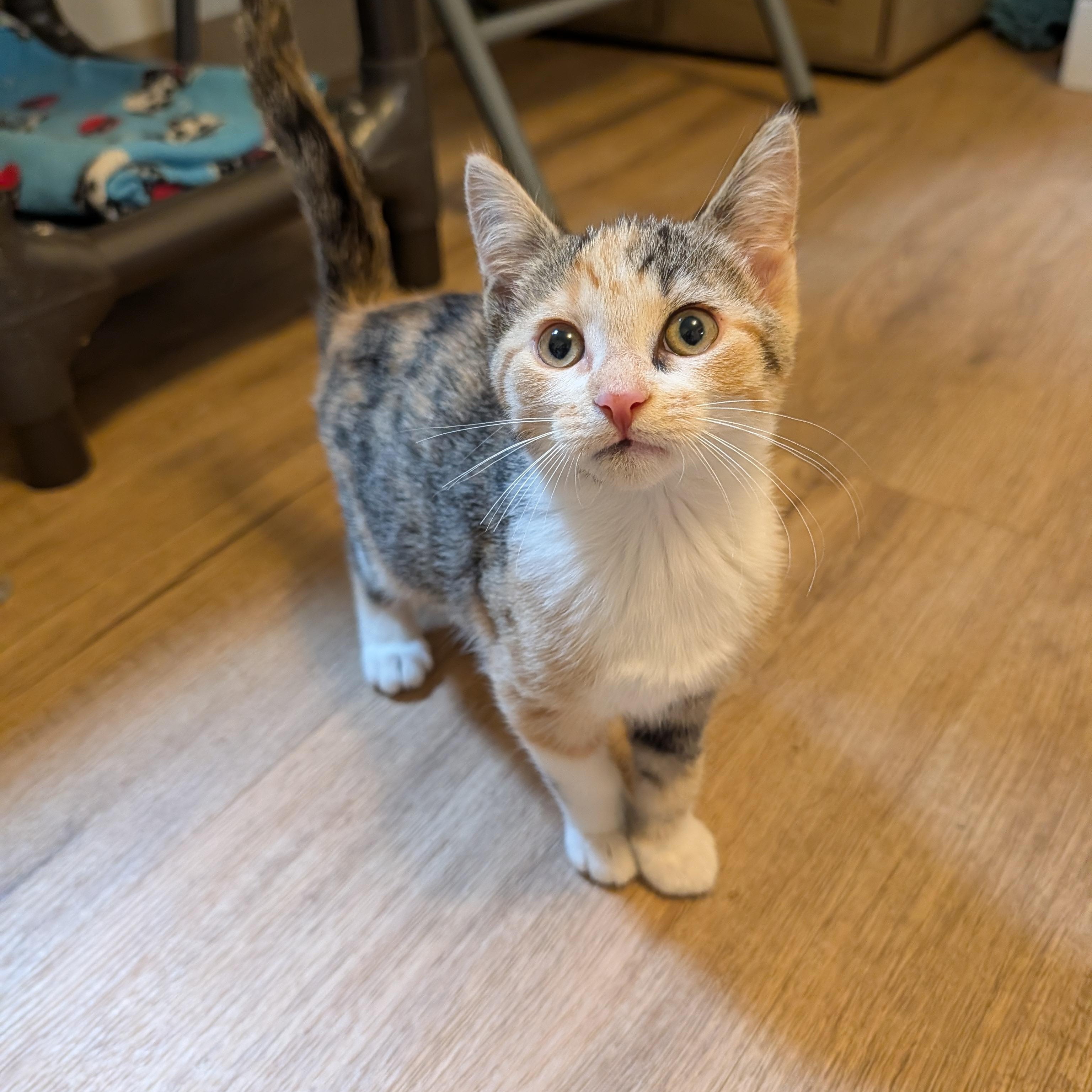 Enlarge Cammy, a Adoptable Domestic Short Hair in Manistique, MI image 1/1