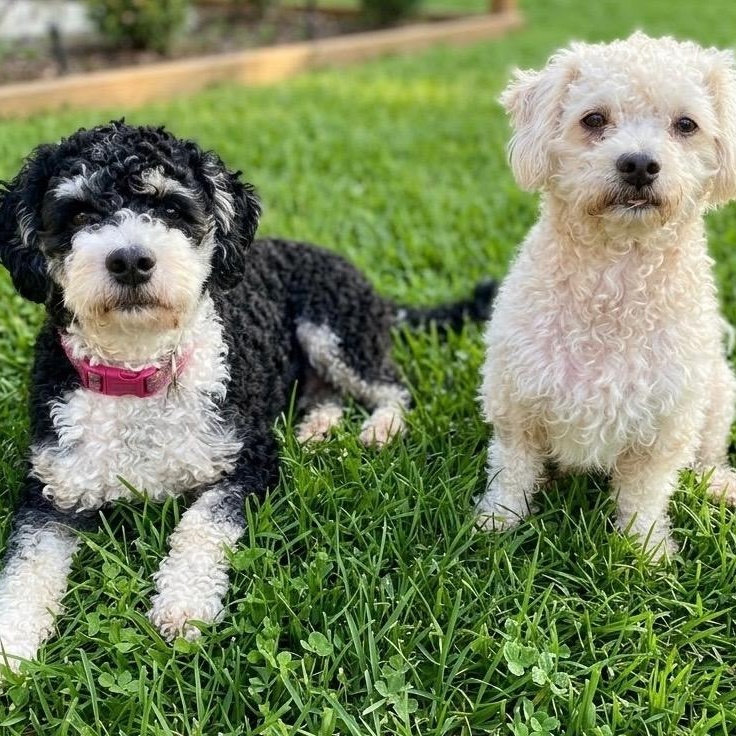 Snickerdoodle and Coconut - Courtesy Post, Adopted, Young Male Poodle.