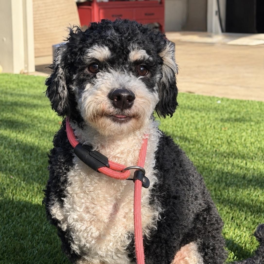 Enlarge Snickerdoodle and Coconut - Courtesy Post, a Adopted mixed breed in Newport Beach, CA image 3/4