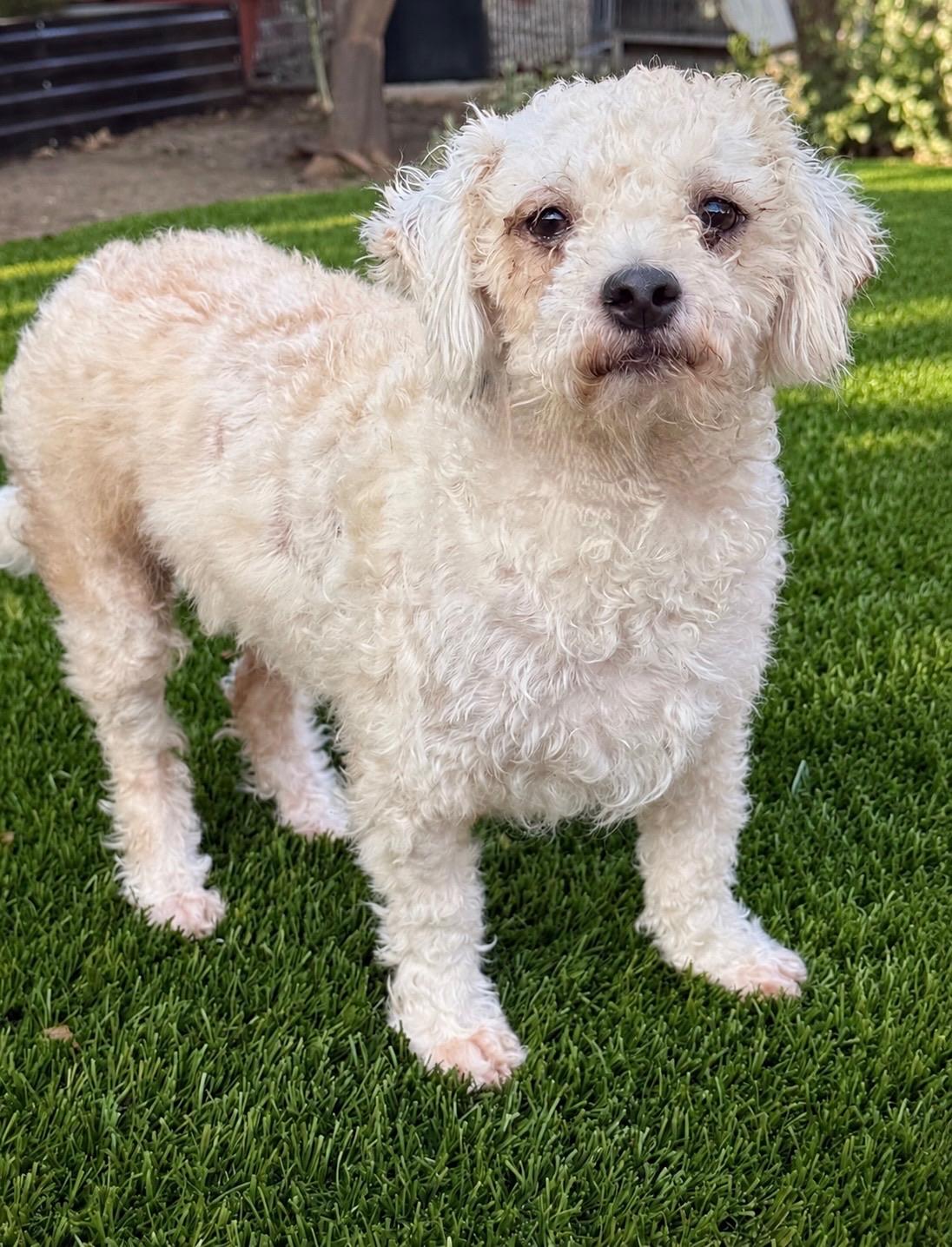 Enlarge Snickerdoodle and Coconut - Courtesy Post, a Adopted mixed breed in Newport Beach, CA image 4/4
