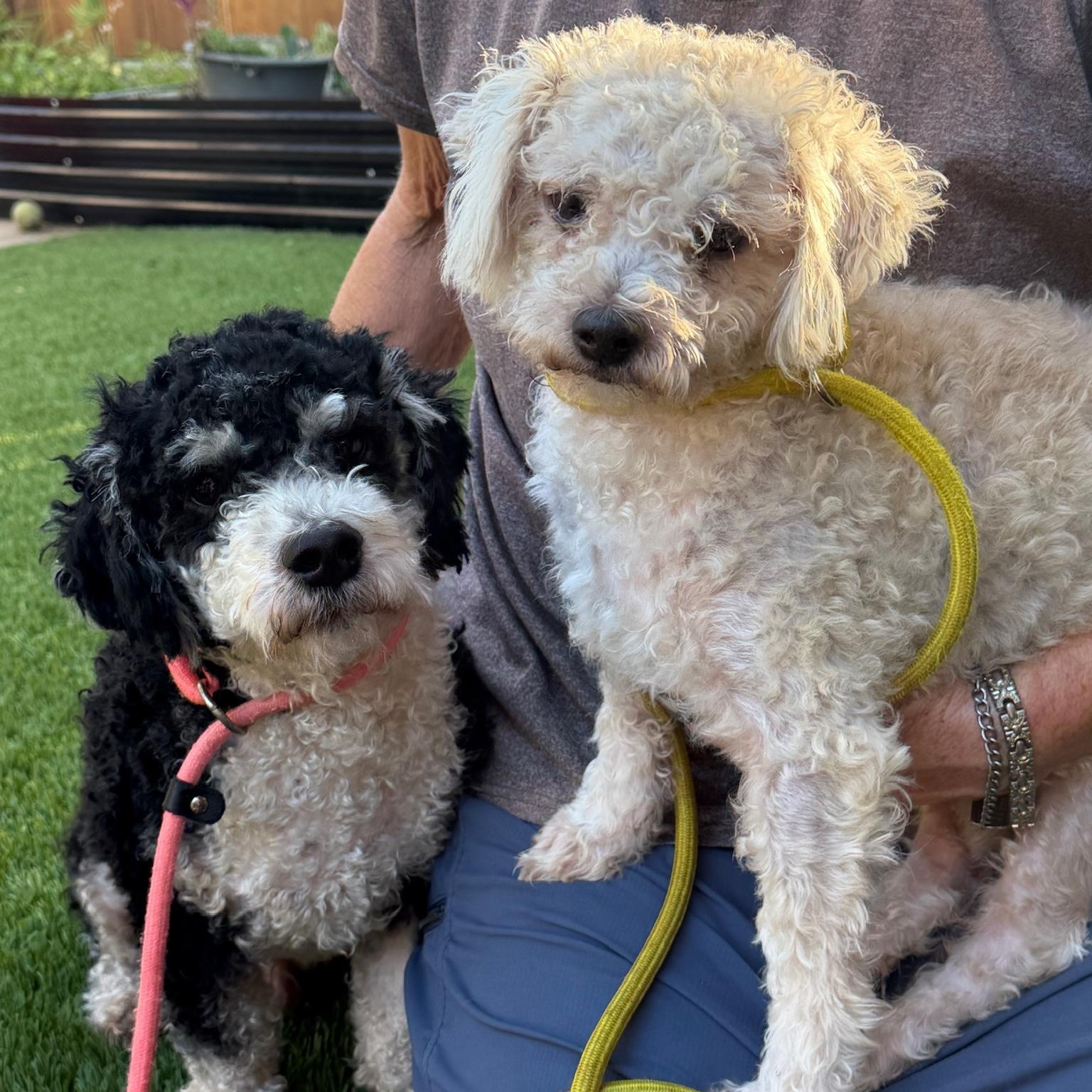 Enlarge Snickerdoodle and Coconut - Courtesy Post, a Adopted mixed breed in Newport Beach, CA image 2/4