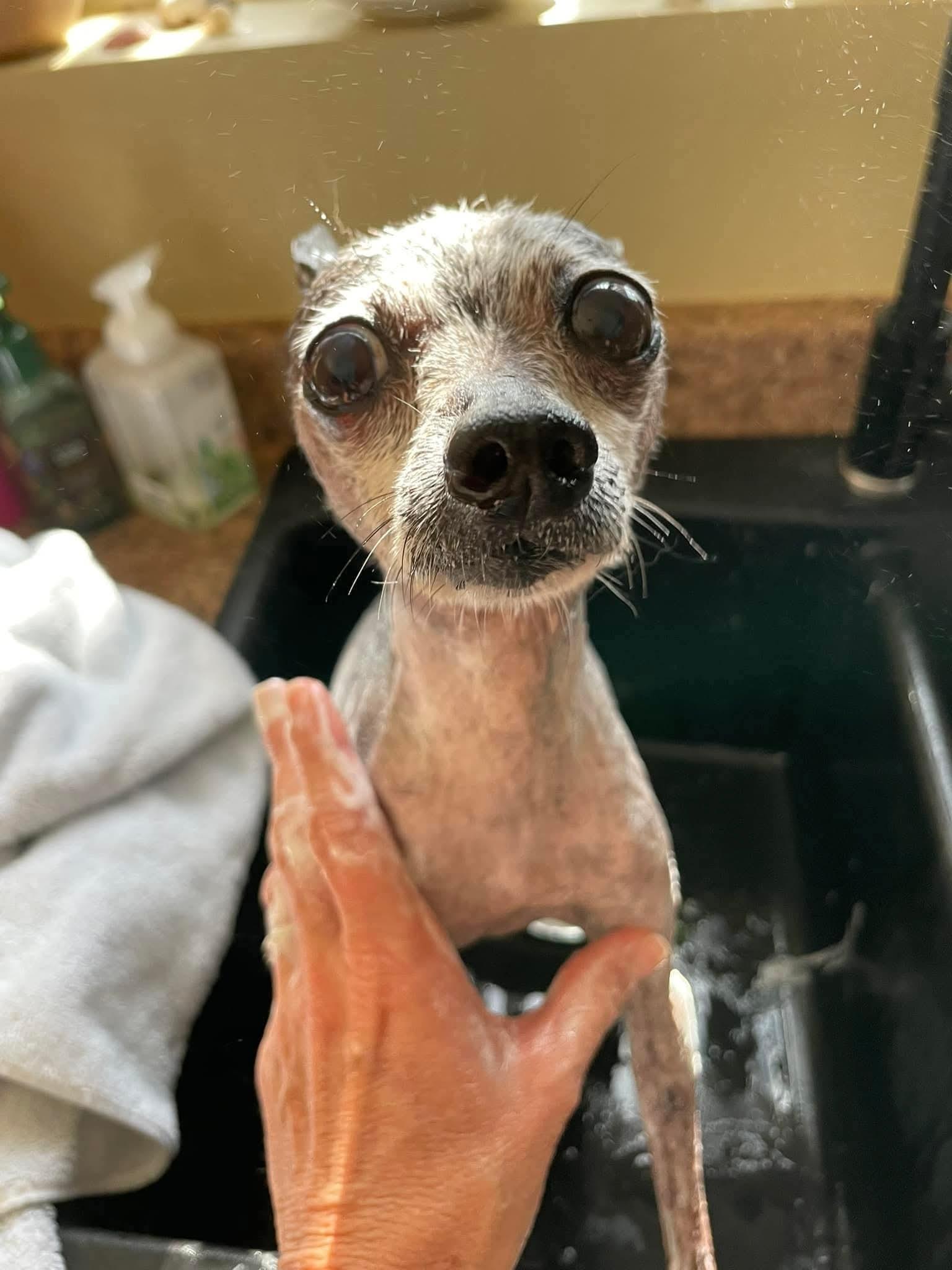 Enlarge Fortune, a ADOPTABLE mixed breed in Mesa, AZ image 4/4