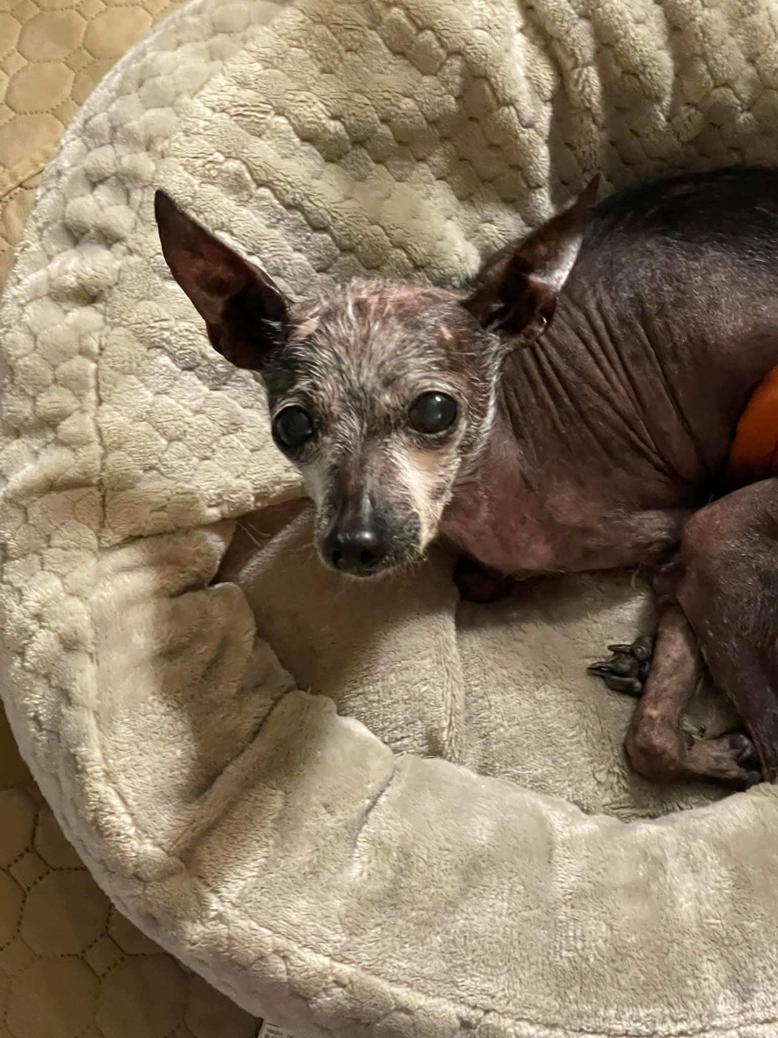 Fortune, ADOPTABLE, Senior Male Chihuahua & Xoloitzcuintli / Mexican Hairless.