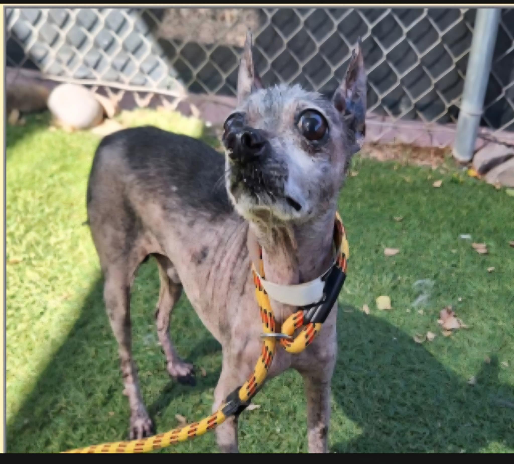 Enlarge Fortune, a ADOPTABLE mixed breed in Mesa, AZ image 2/4