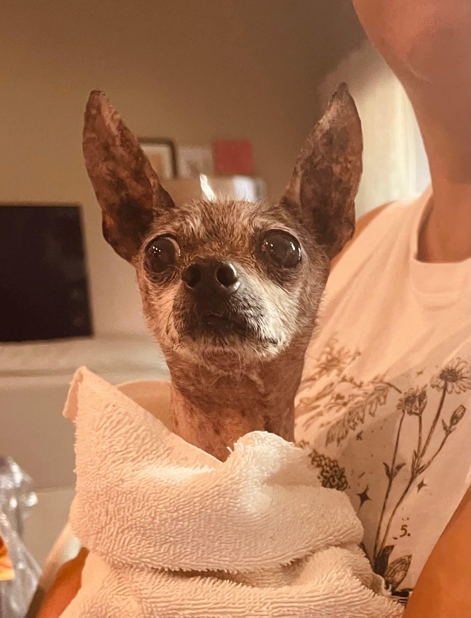 Enlarge Fortune, a ADOPTABLE mixed breed in Mesa, AZ image 3/4