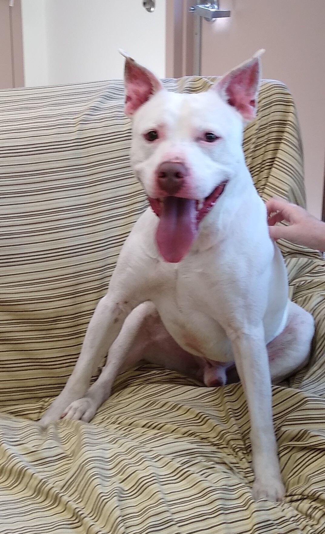 Jingles, a Adoptable mixed breed image 1/2