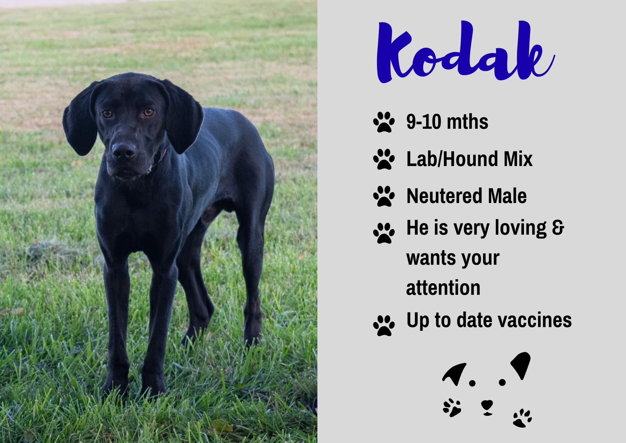 Kodak, Adoptable, Young Male Black Labrador Retriever & Hound.