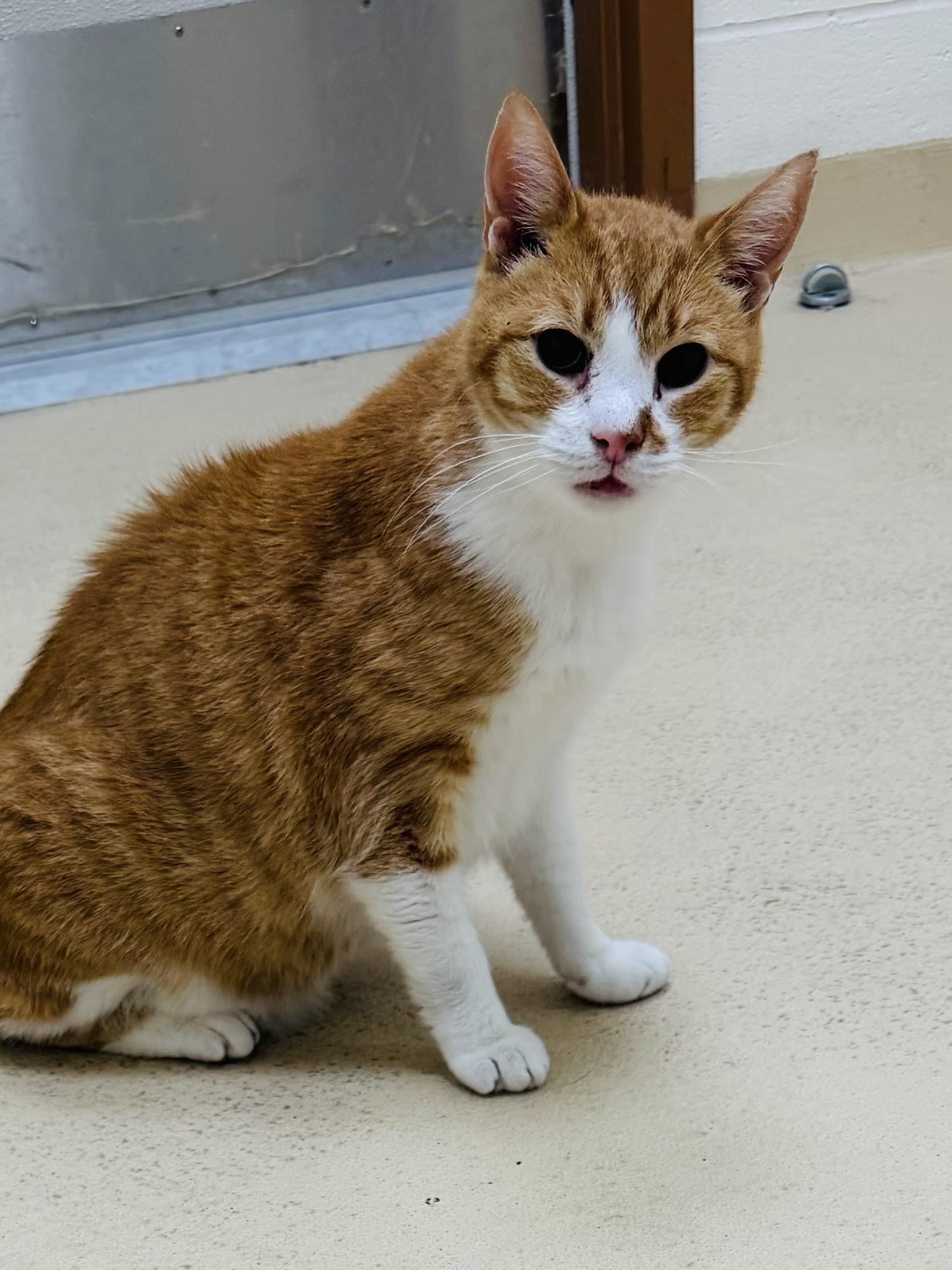 Pumpkin, Adoptable, Senior Male Tabby.