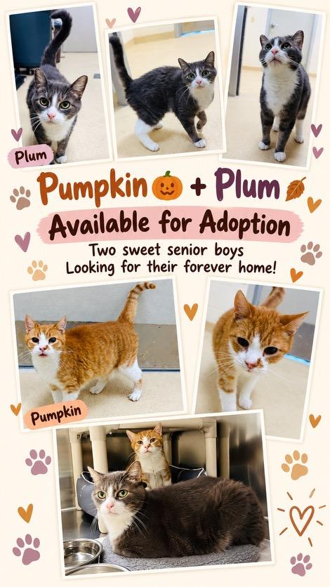 Enlarge Pumpkin, a Adoptable Tabby in Greenwich, CT image 2/2