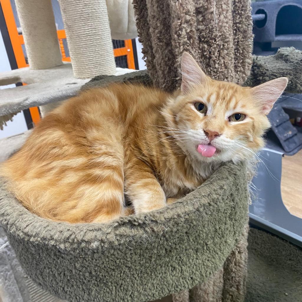 DJ, Adoptable, Adult Male Domestic Long Hair.