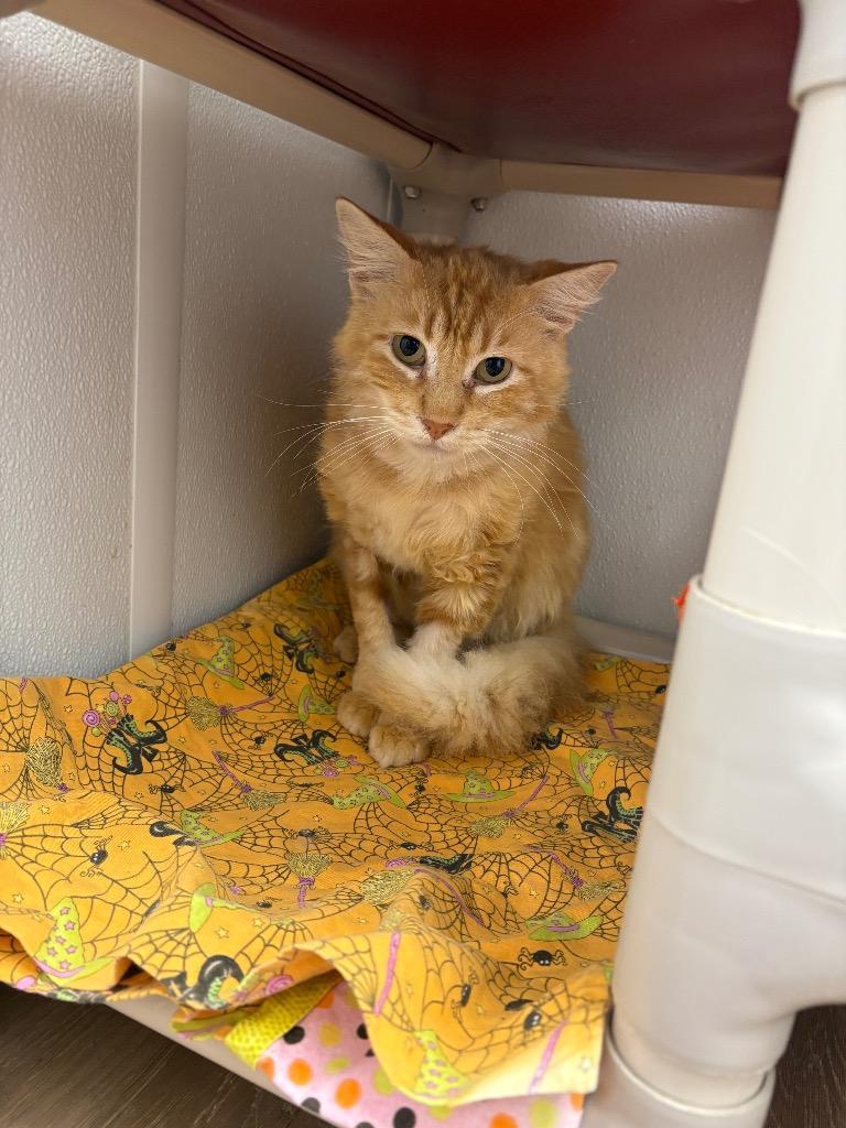 DJ, Adoptable, Adult Male Domestic Long Hair.