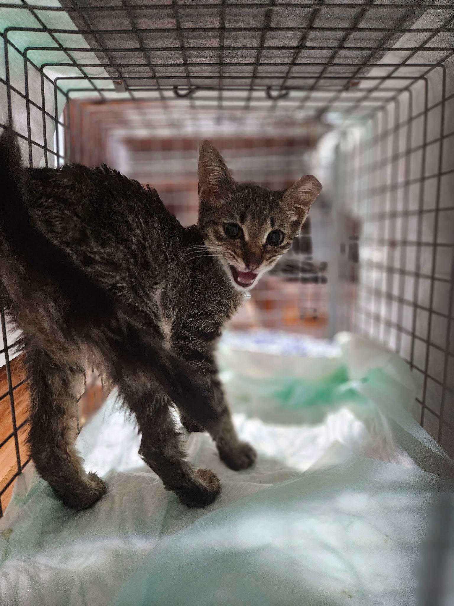 Enlarge Sally, a Adoptable British Shorthair in Perth Amboy , NJ image 3/5