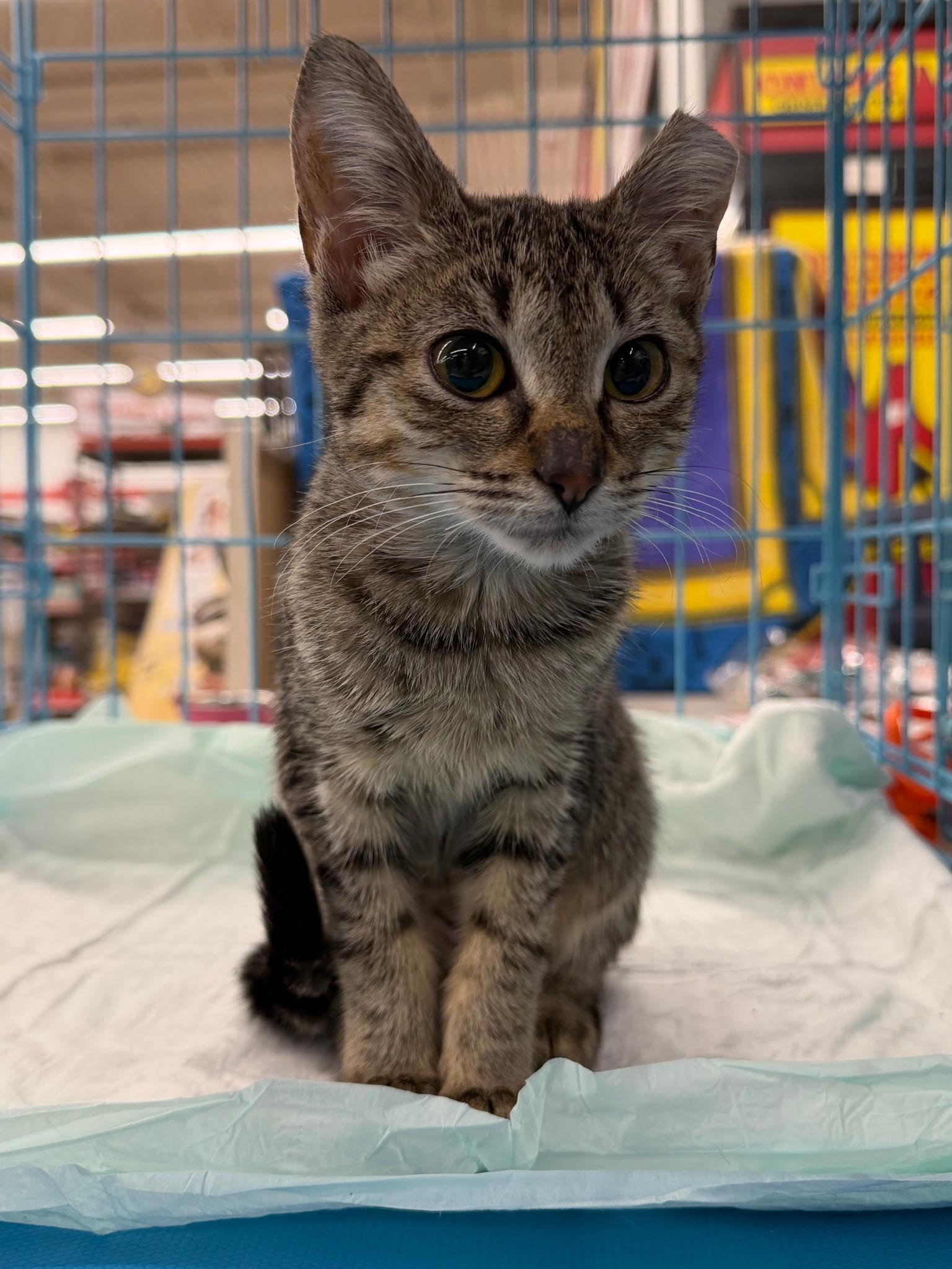 Sally, Adoptable, Kitten Female British Shorthair.