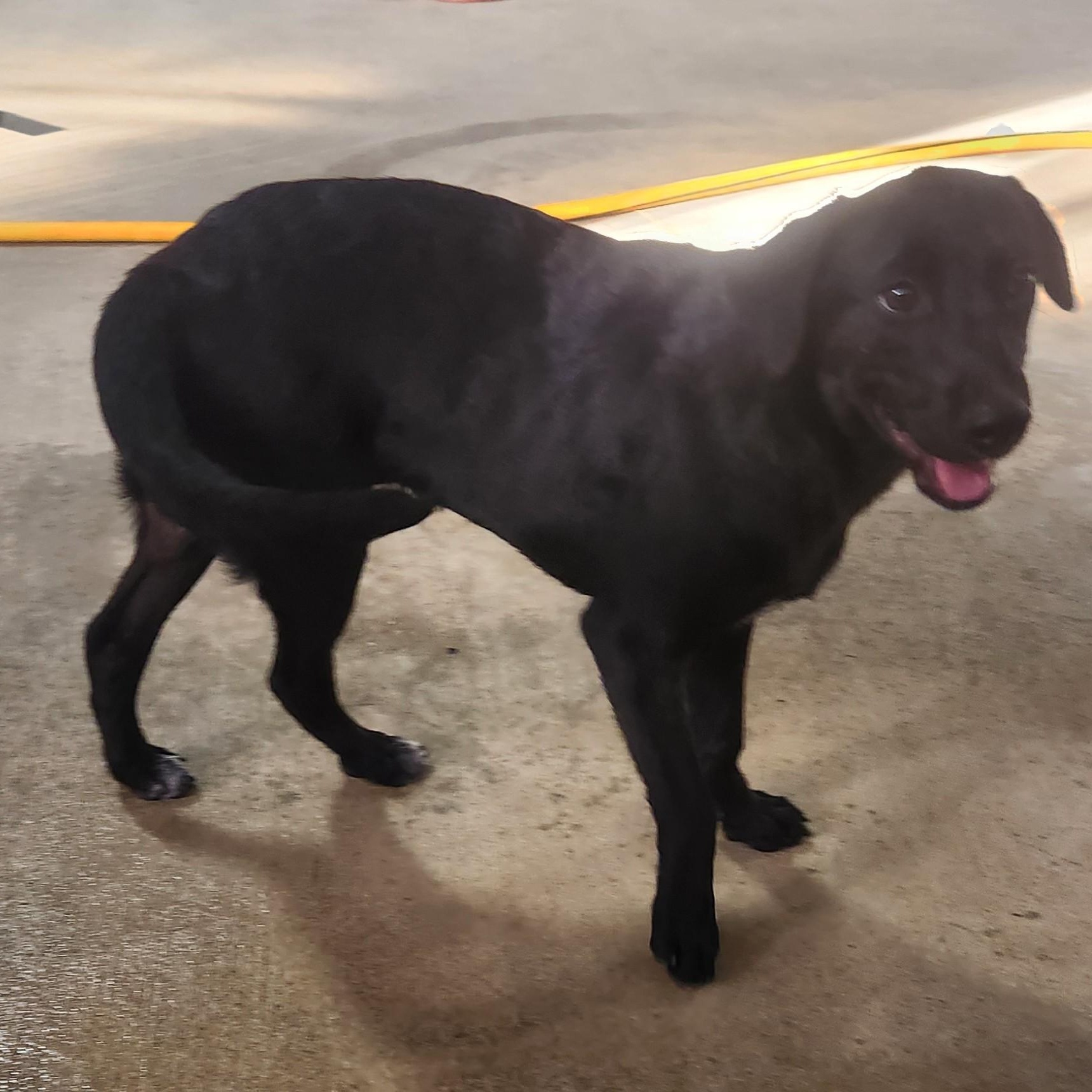 Enlarge ZEUS, a Adoptable mixed breed in Chicopee, MA image 5/6