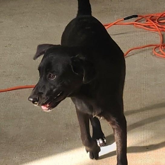 Enlarge ZEUS, a Adoptable mixed breed in Chicopee, MA image 6/6
