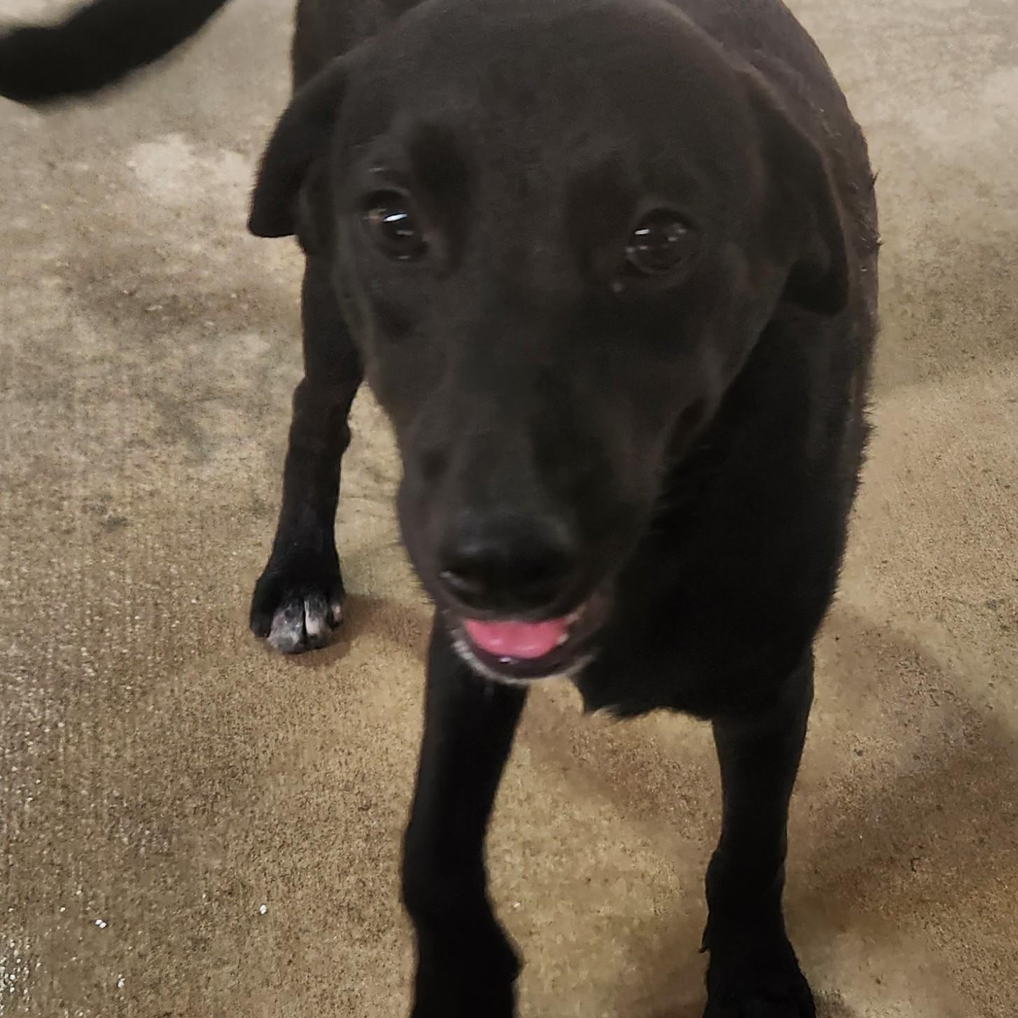 Enlarge ZEUS, a Adoptable mixed breed in Chicopee, MA image 4/6