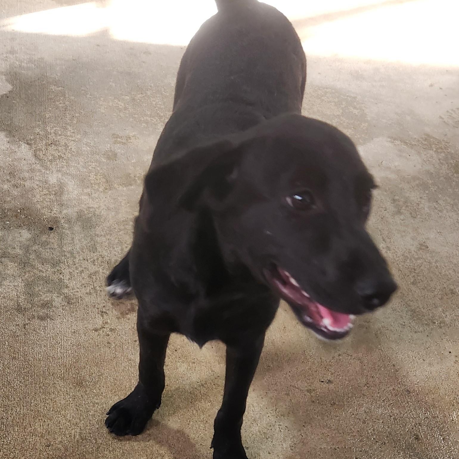 Enlarge ZEUS, a Adoptable mixed breed in Chicopee, MA image 3/6