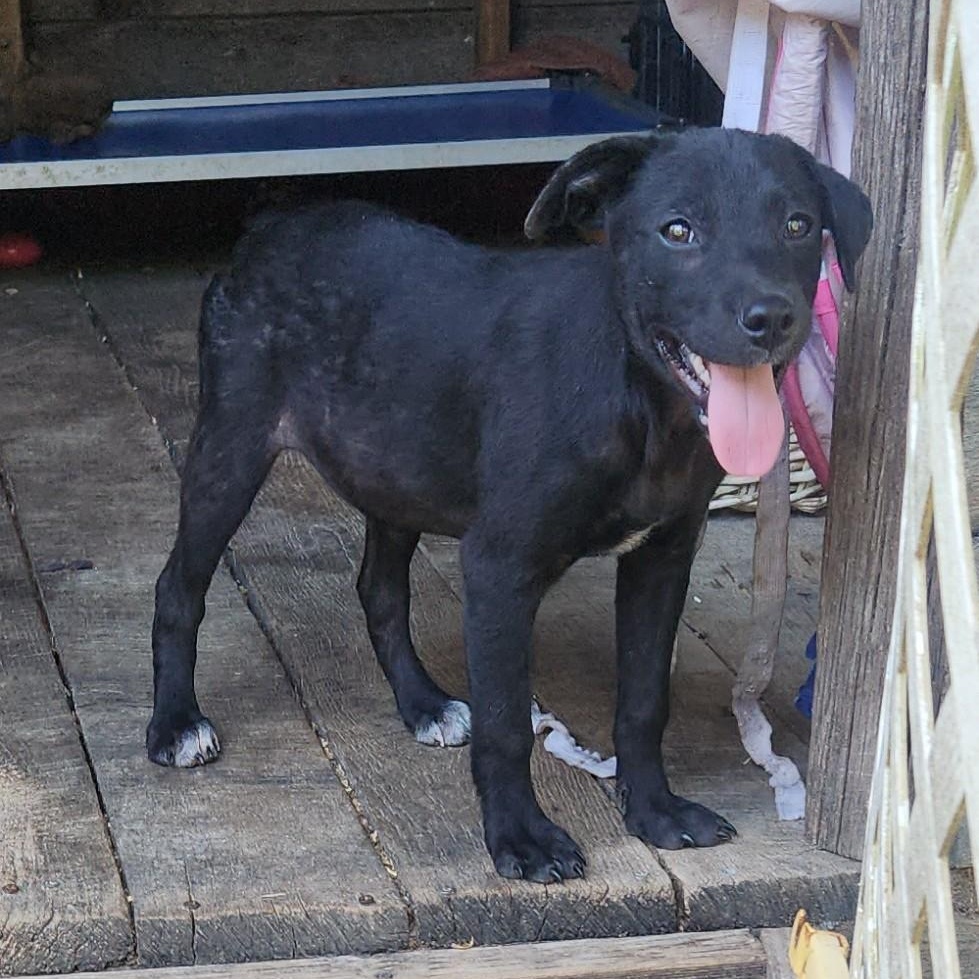 Enlarge ZEUS, a Adoptable mixed breed in Chicopee, MA image 2/6