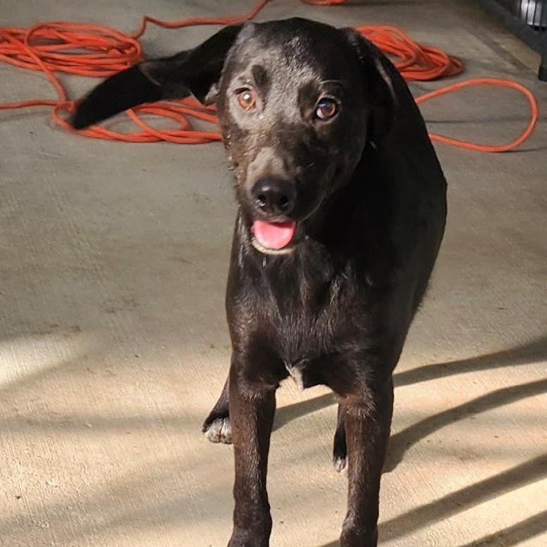 ZEUS, Adoptable, Puppy Male Terrier & Retriever.