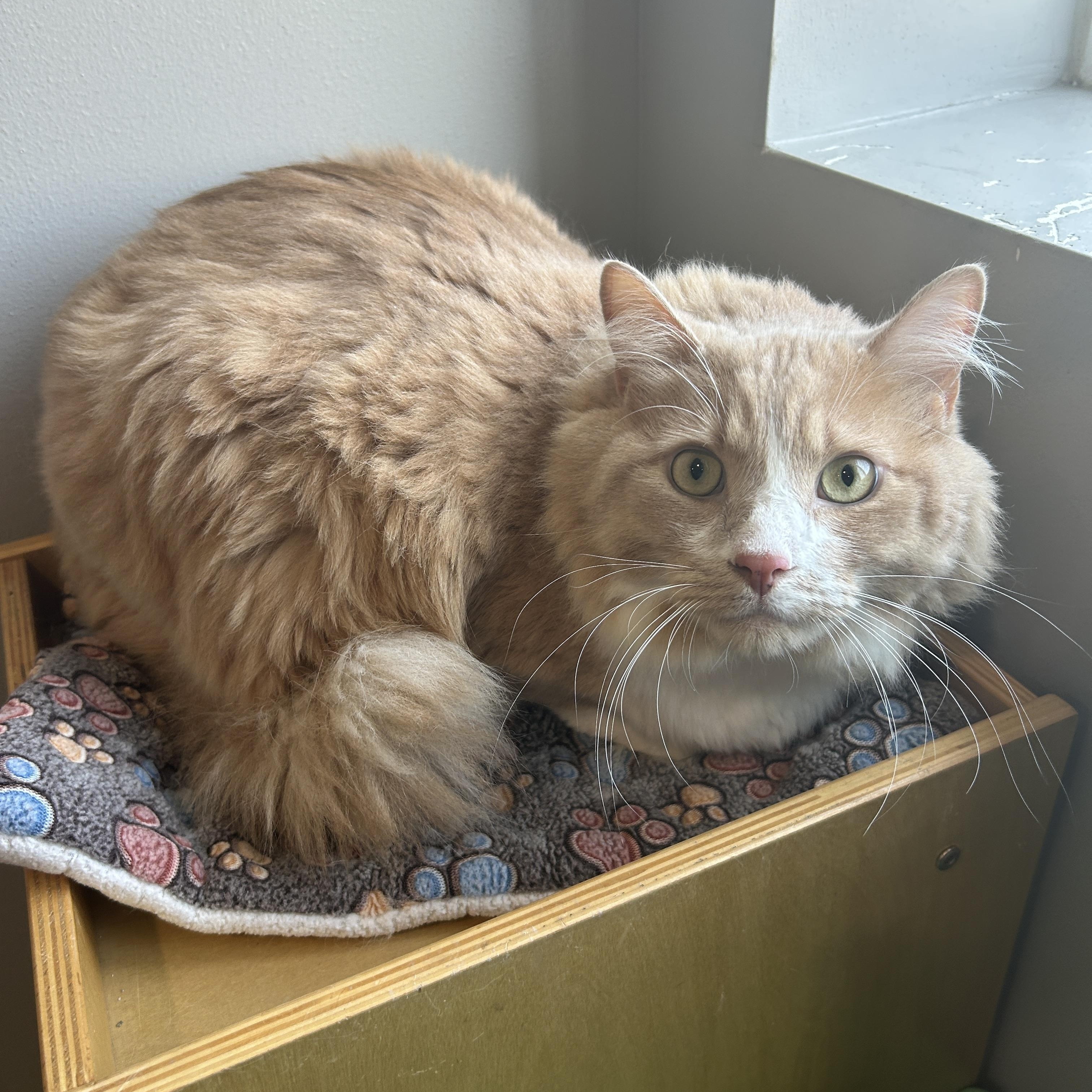 Danny, ADOPTABLE, Adult Male Domestic Long Hair & Ragdoll.