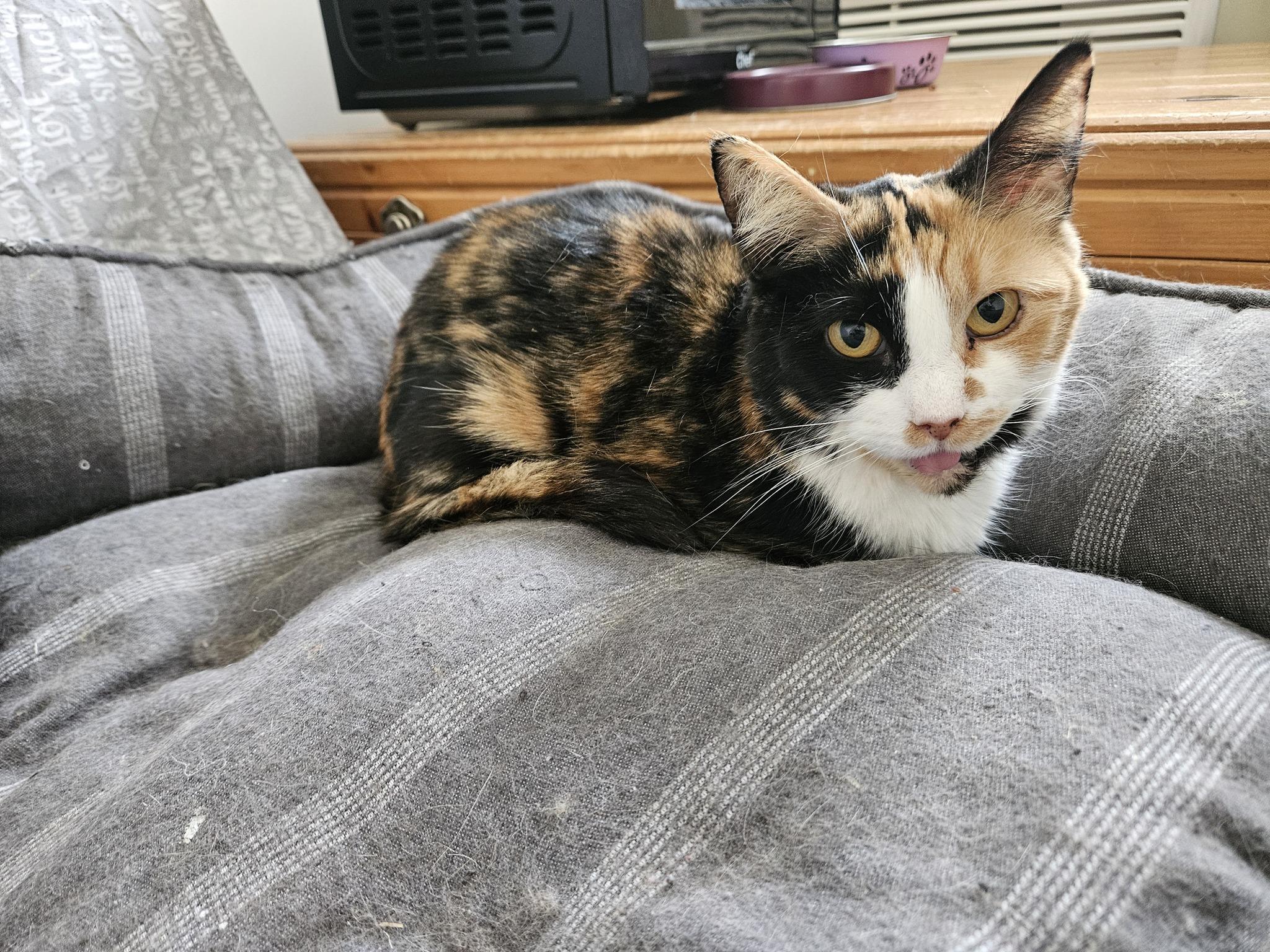 Jade, ADOPTABLE, Senior Female Domestic Short Hair.