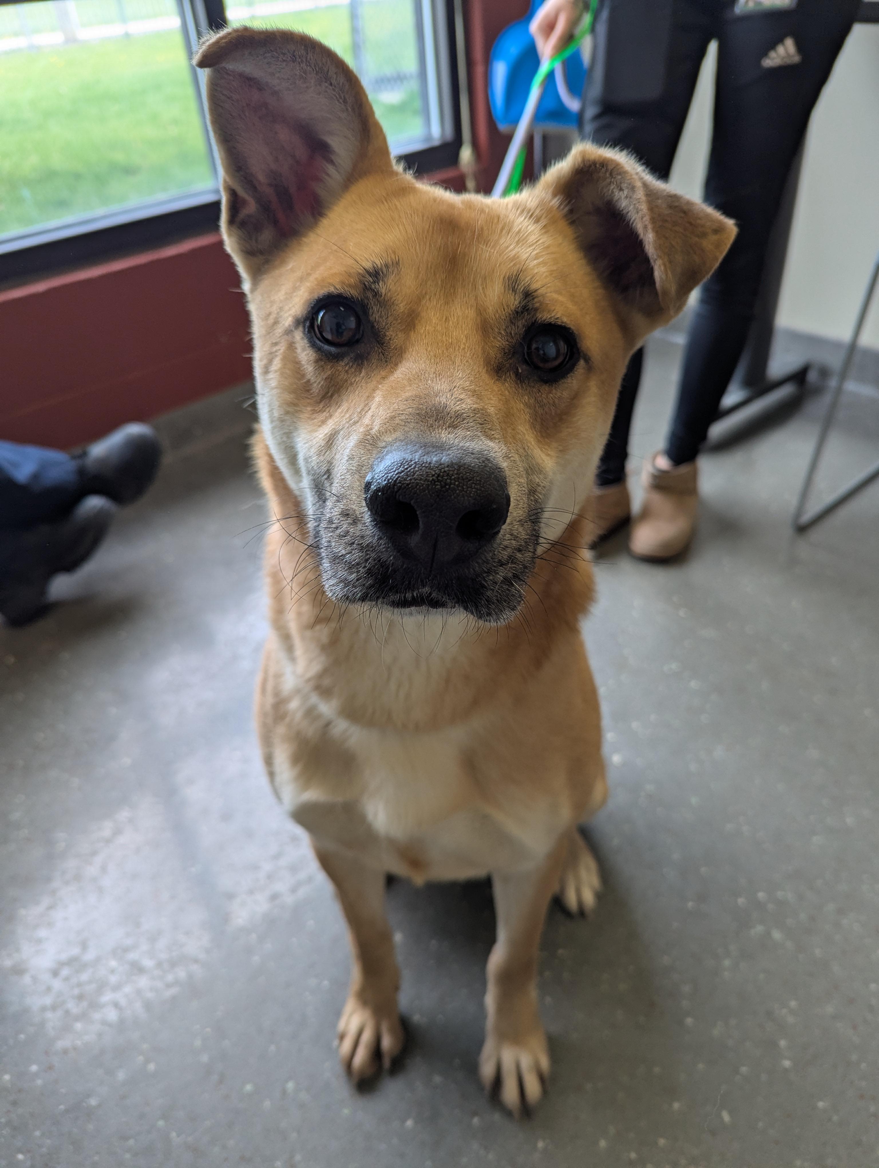 Enlarge Chip, a Adoptable mixed breed in Valparaiso, IN image 2/4