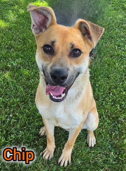 Enlarge Chip, a Adoptable mixed breed in Valparaiso, IN image 1/2