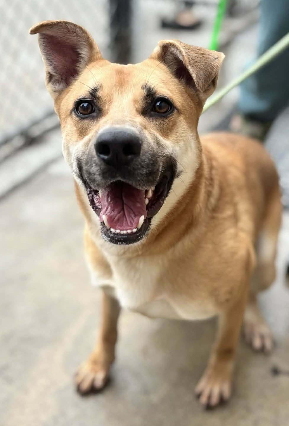 Chip, Adoptable, Adult Male Carolina Dog.