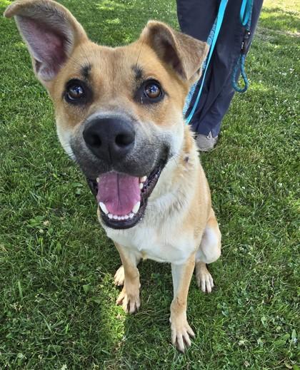 Enlarge Chip, a Adoptable mixed breed in Valparaiso, IN image 2/2