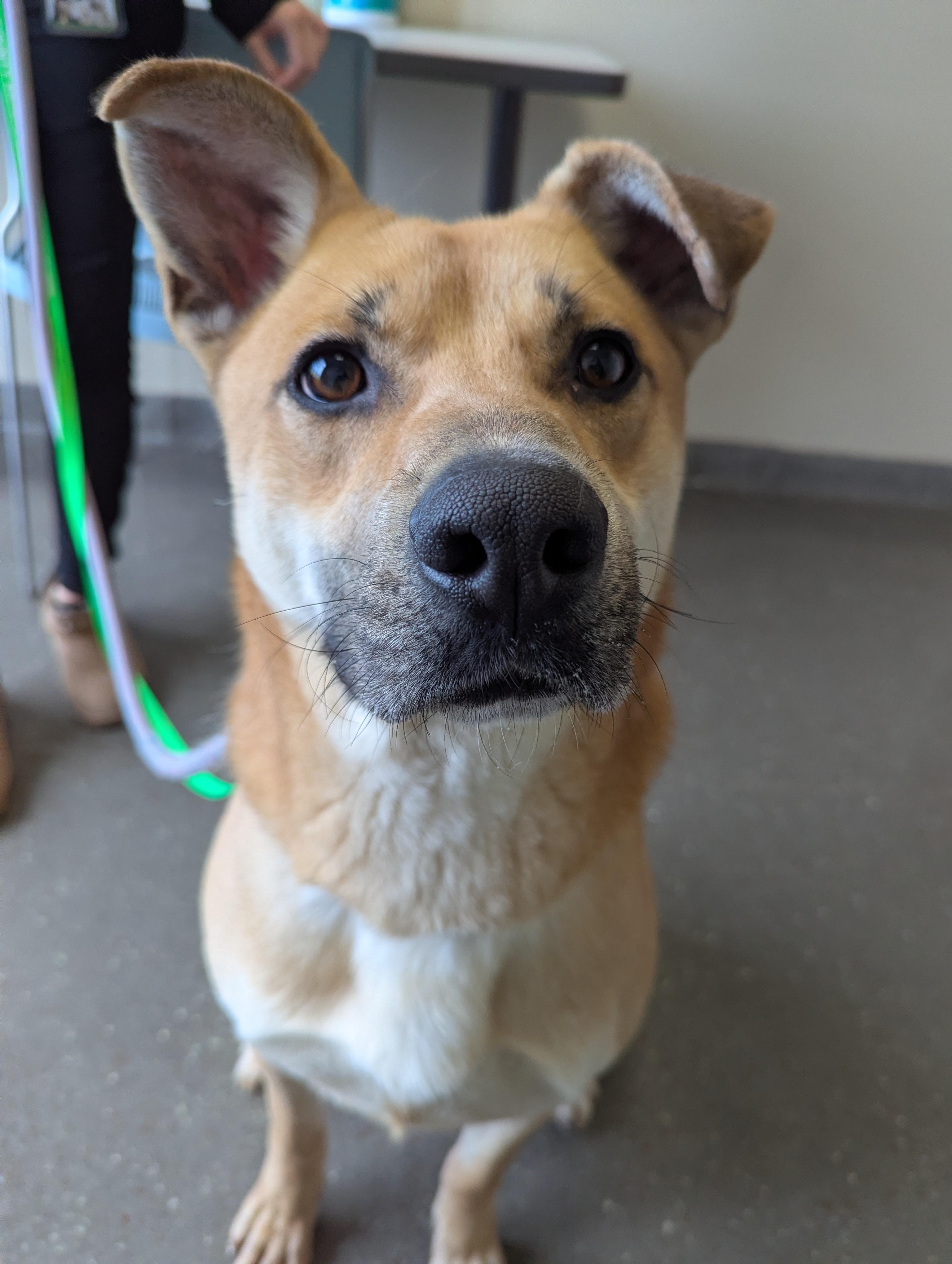 Chip, Adoptable, Adult Male Carolina Dog.
