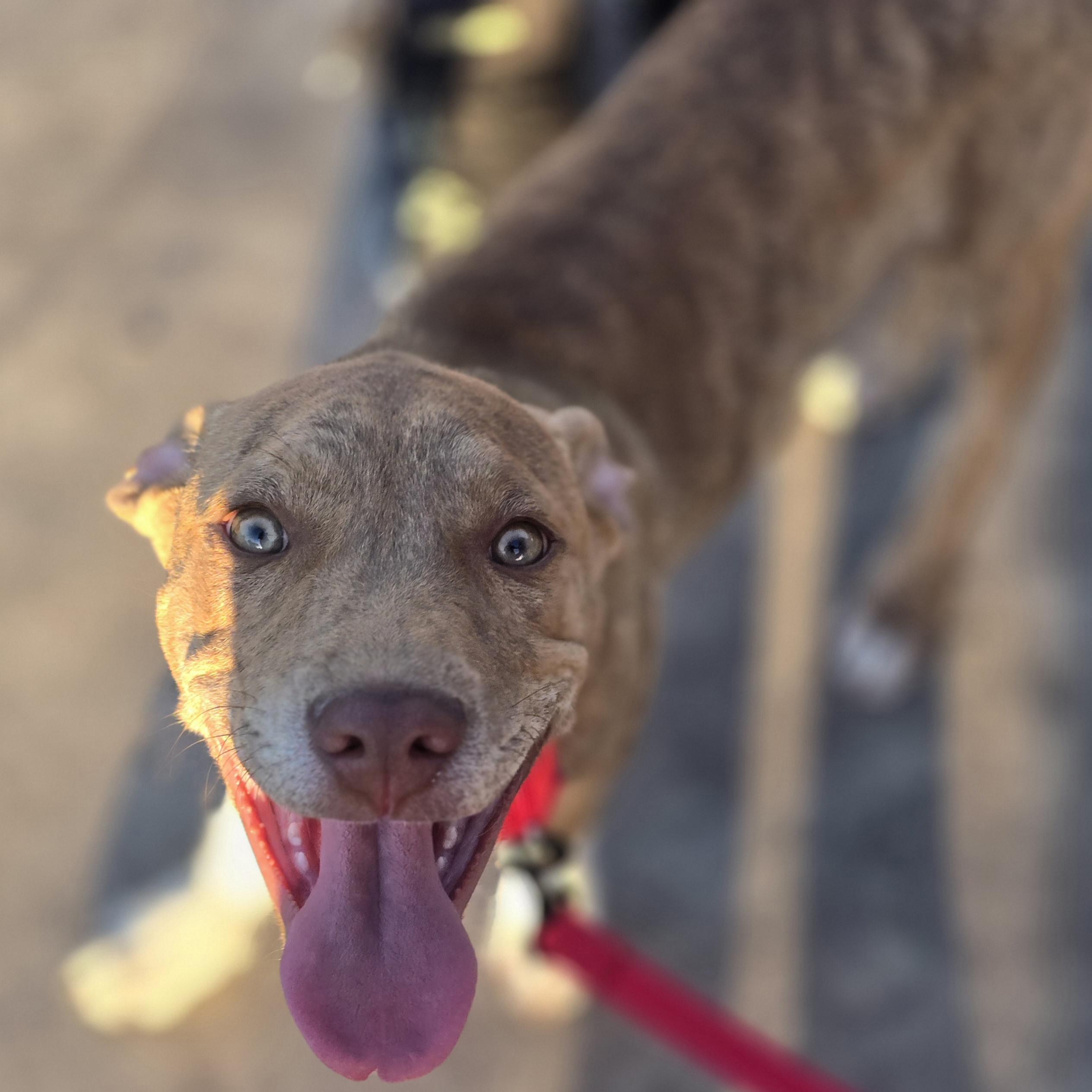 Captain America , a ADOPTABLE mixed breed in Hayward, CA image 4/6