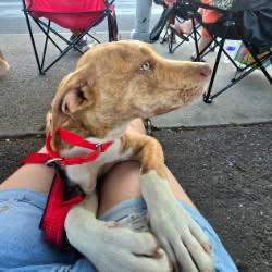 Captain America , a ADOPTABLE mixed breed in Hayward, CA image 5/6