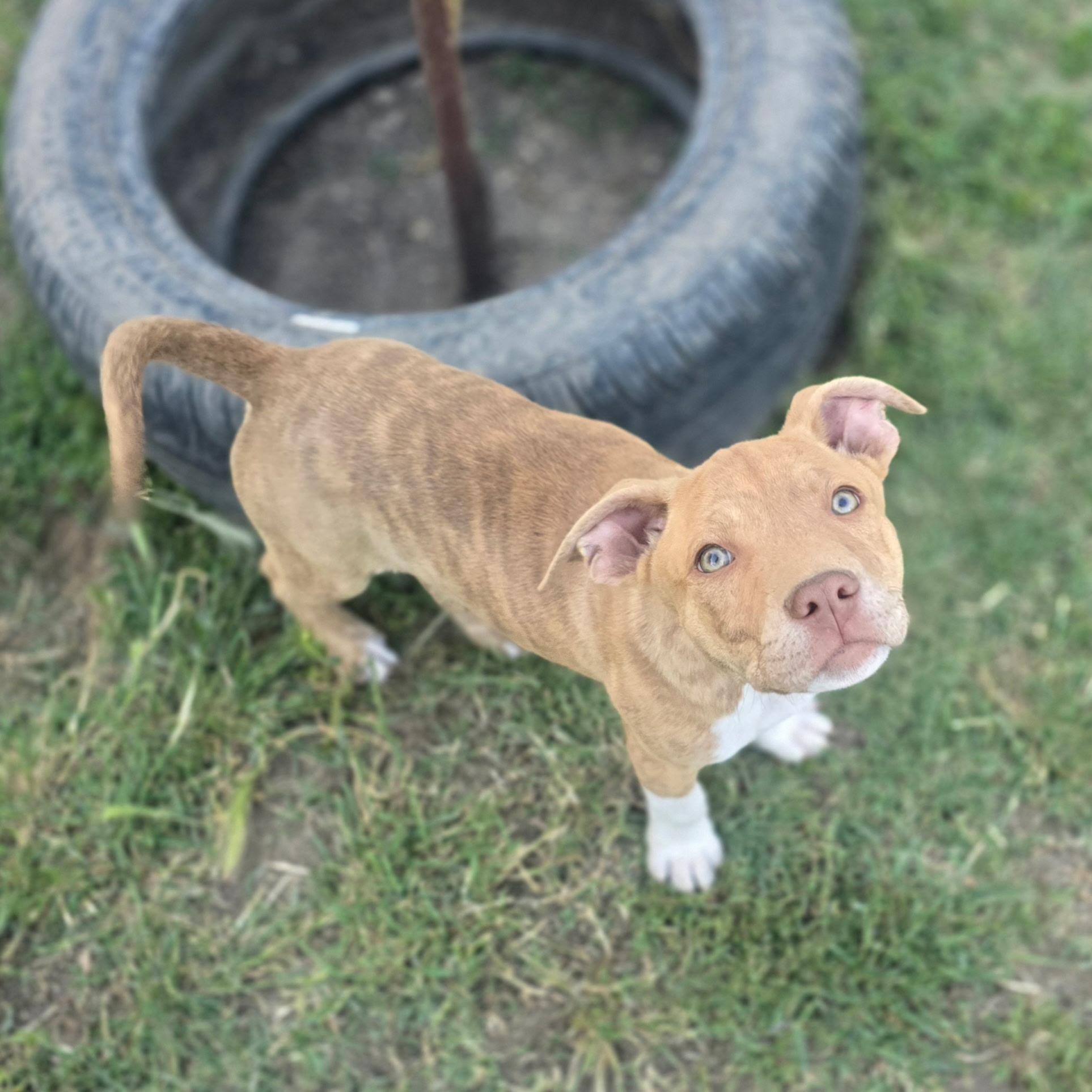 Captain America , a ADOPTABLE mixed breed in Hayward, CA image 2/6
