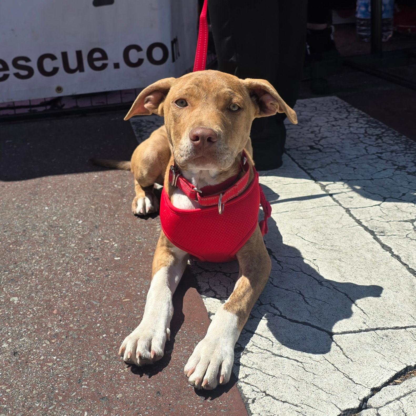 Captain America , ADOPTABLE, Puppy Male Pit Bull Terrier & American Bulldog.