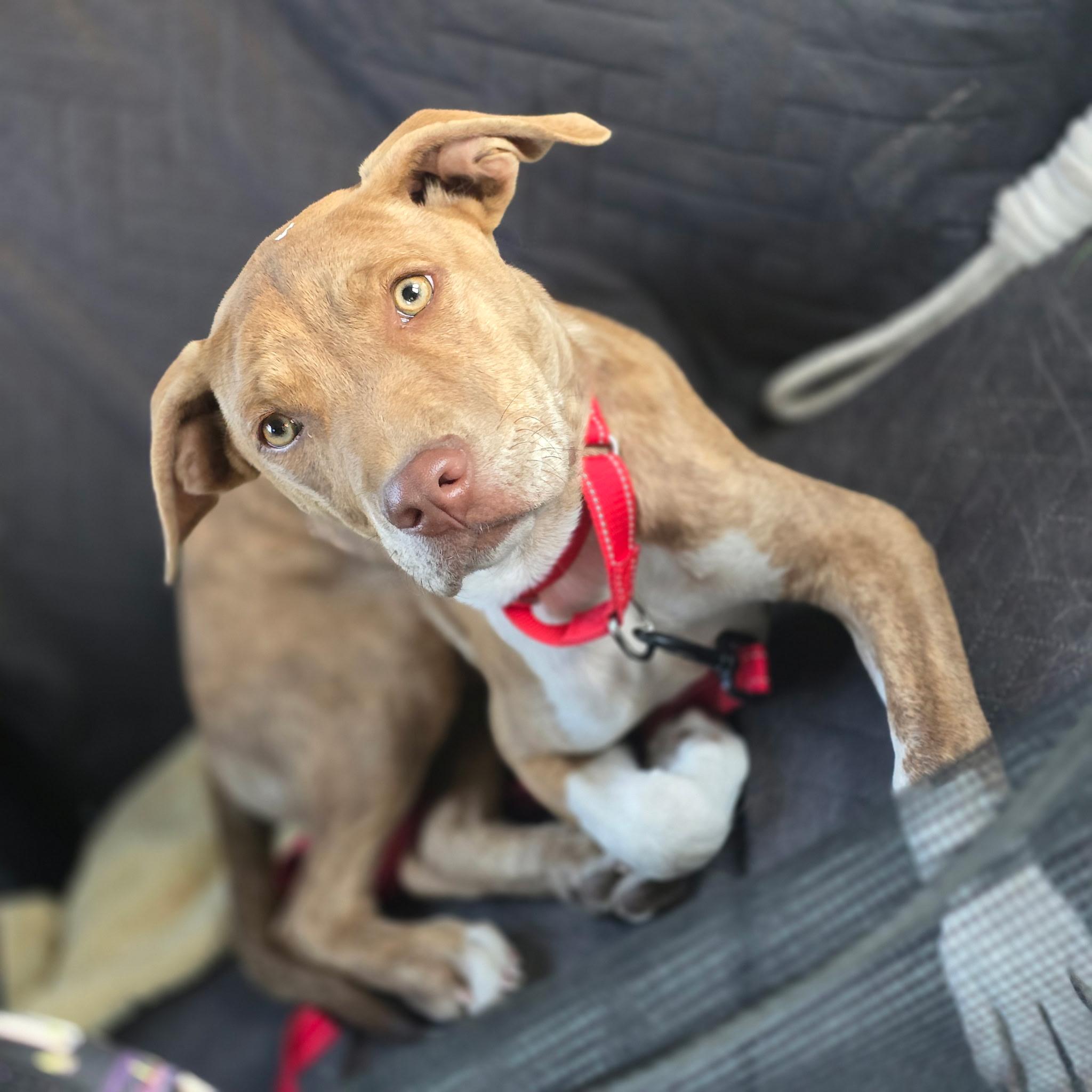 Captain America , a ADOPTABLE mixed breed in Hayward, CA image 3/6