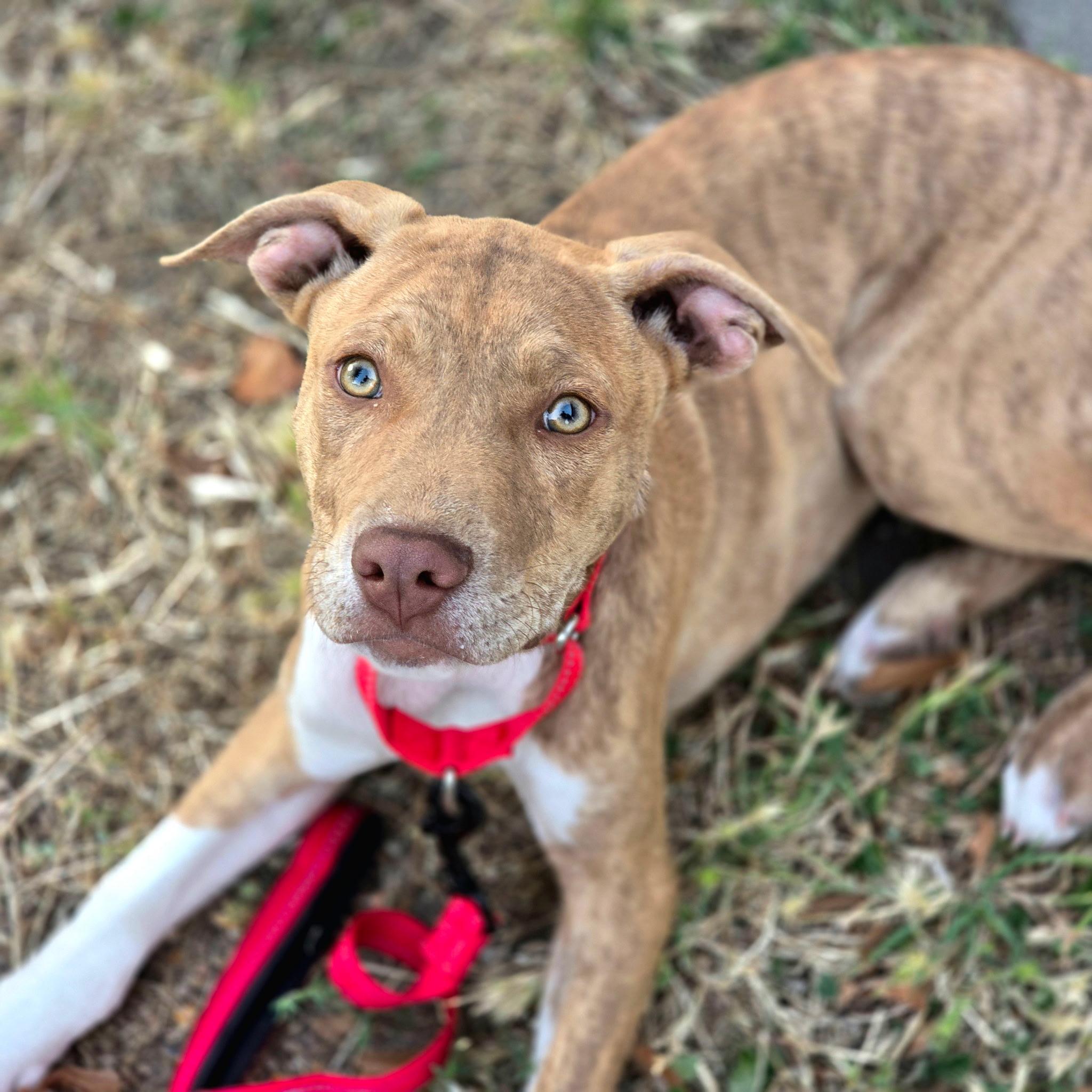 Captain America , a ADOPTABLE mixed breed in Hayward, CA image 6/6