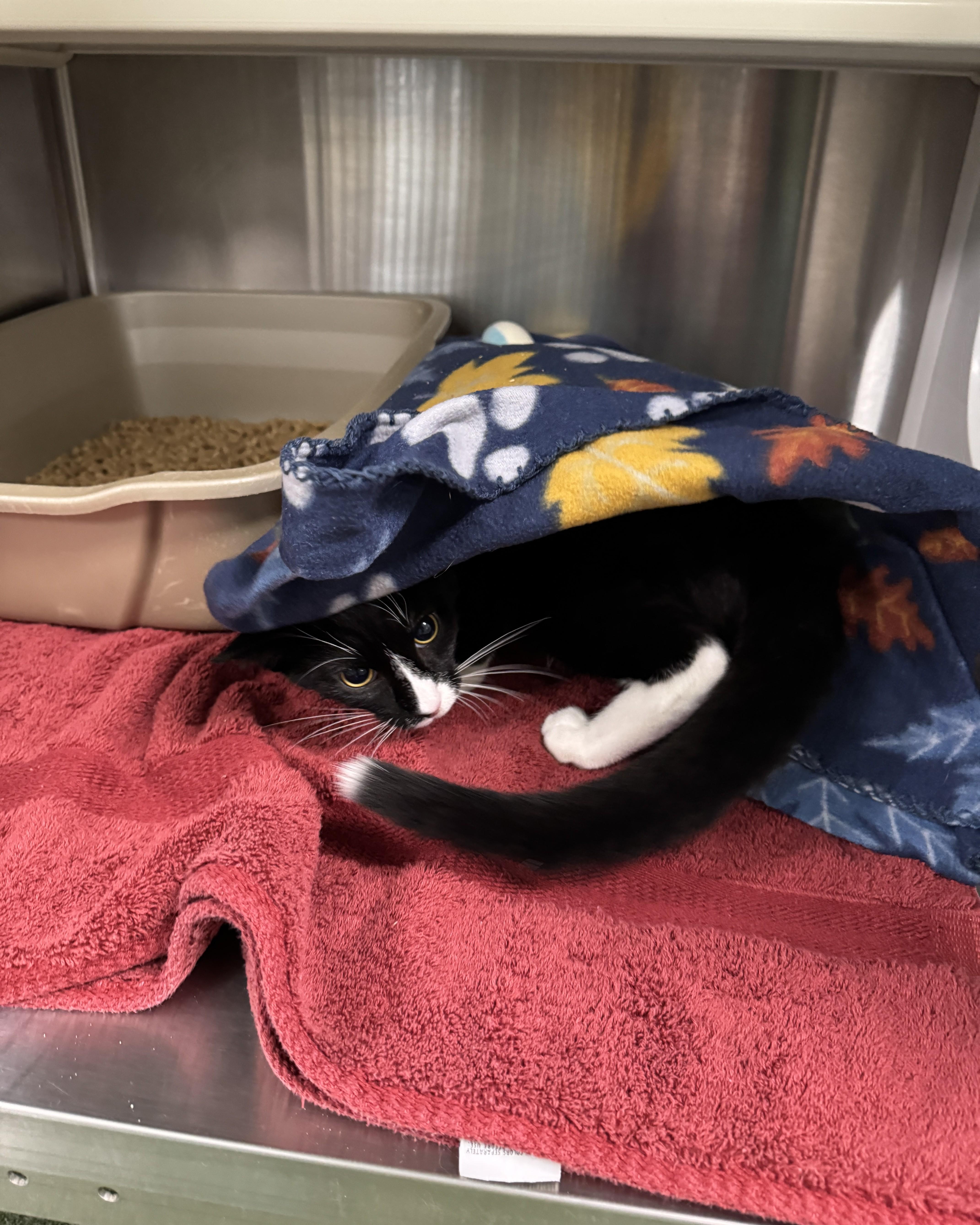 Enlarge Maui, a Adopted Domestic Short Hair in Seneca, PA image 2/5