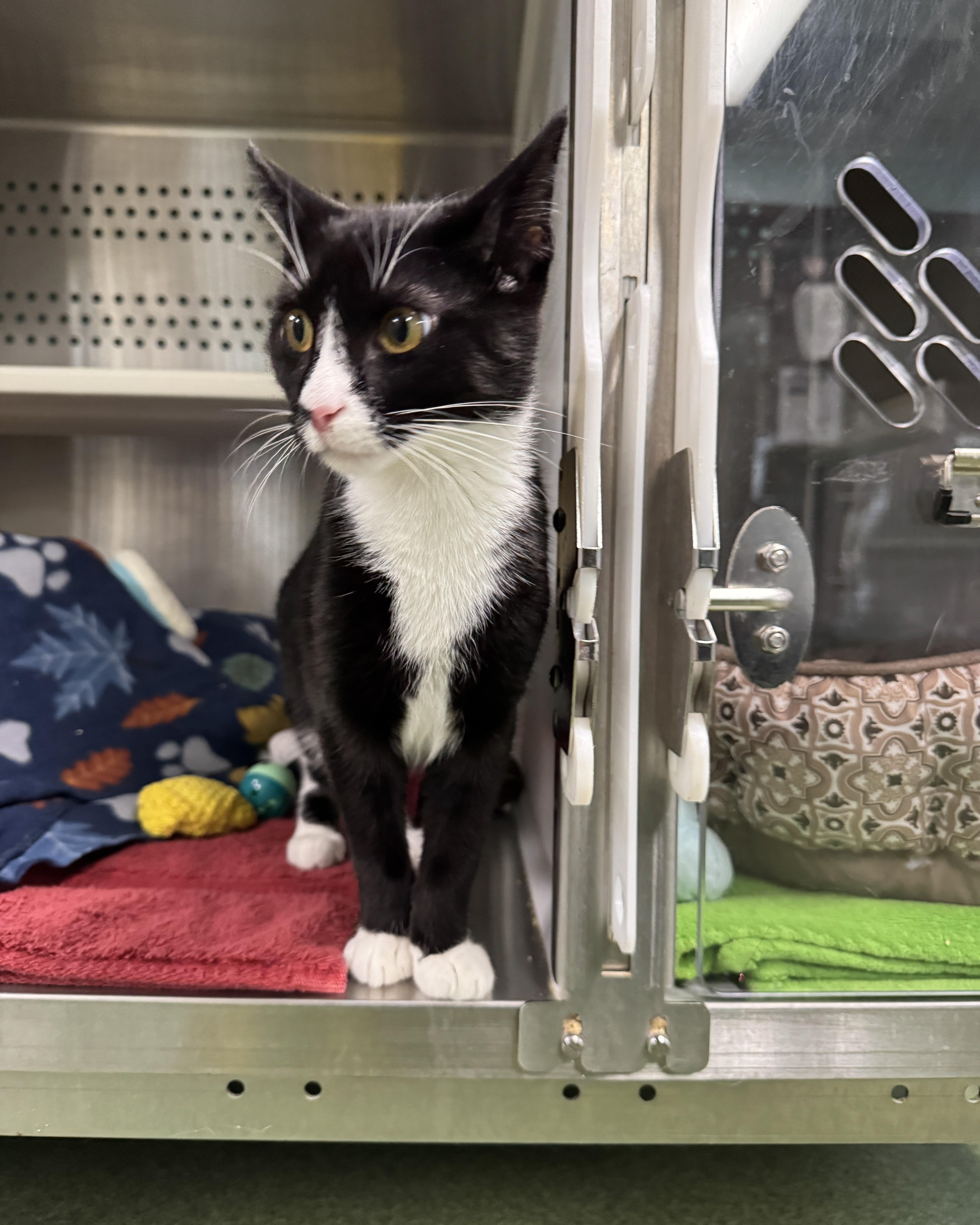 Enlarge Maui, a Adopted Domestic Short Hair in Seneca, PA image 4/5
