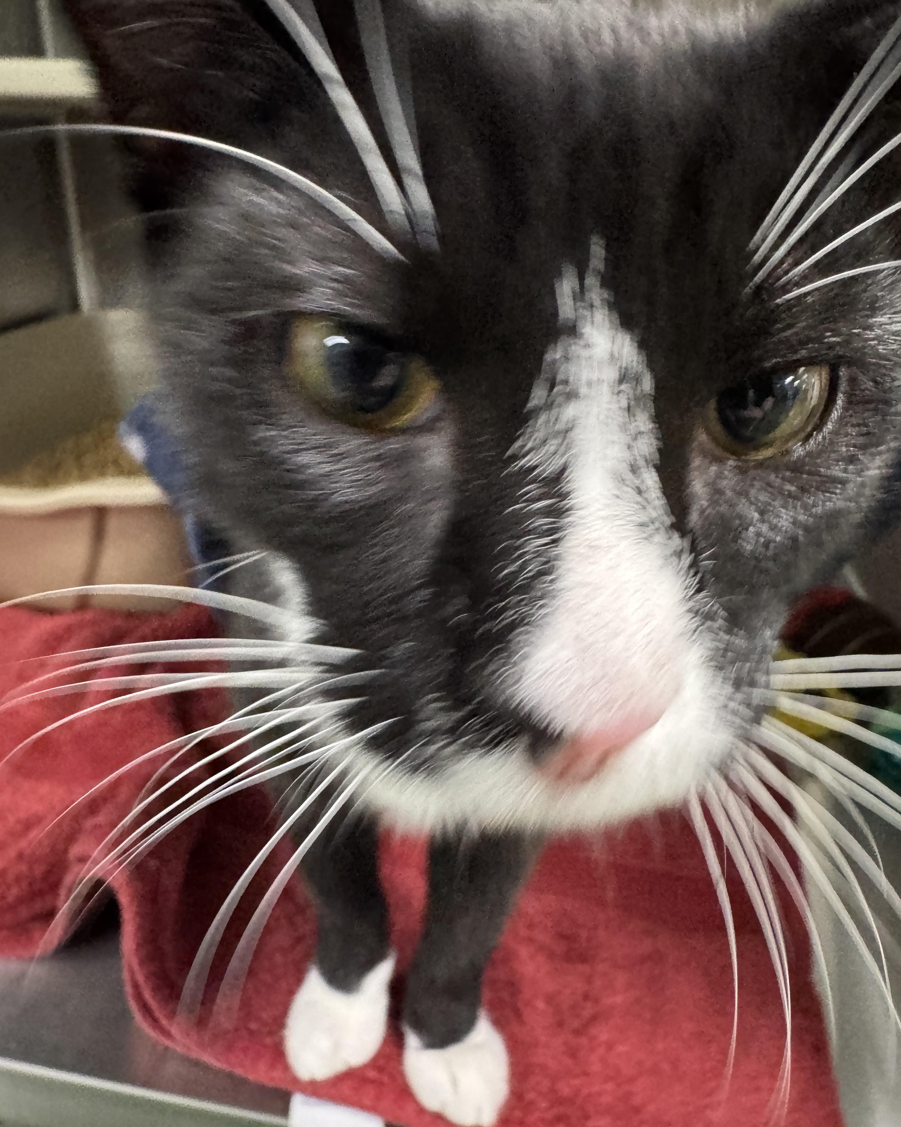 Enlarge Maui, a Adopted Domestic Short Hair in Seneca, PA image 5/5