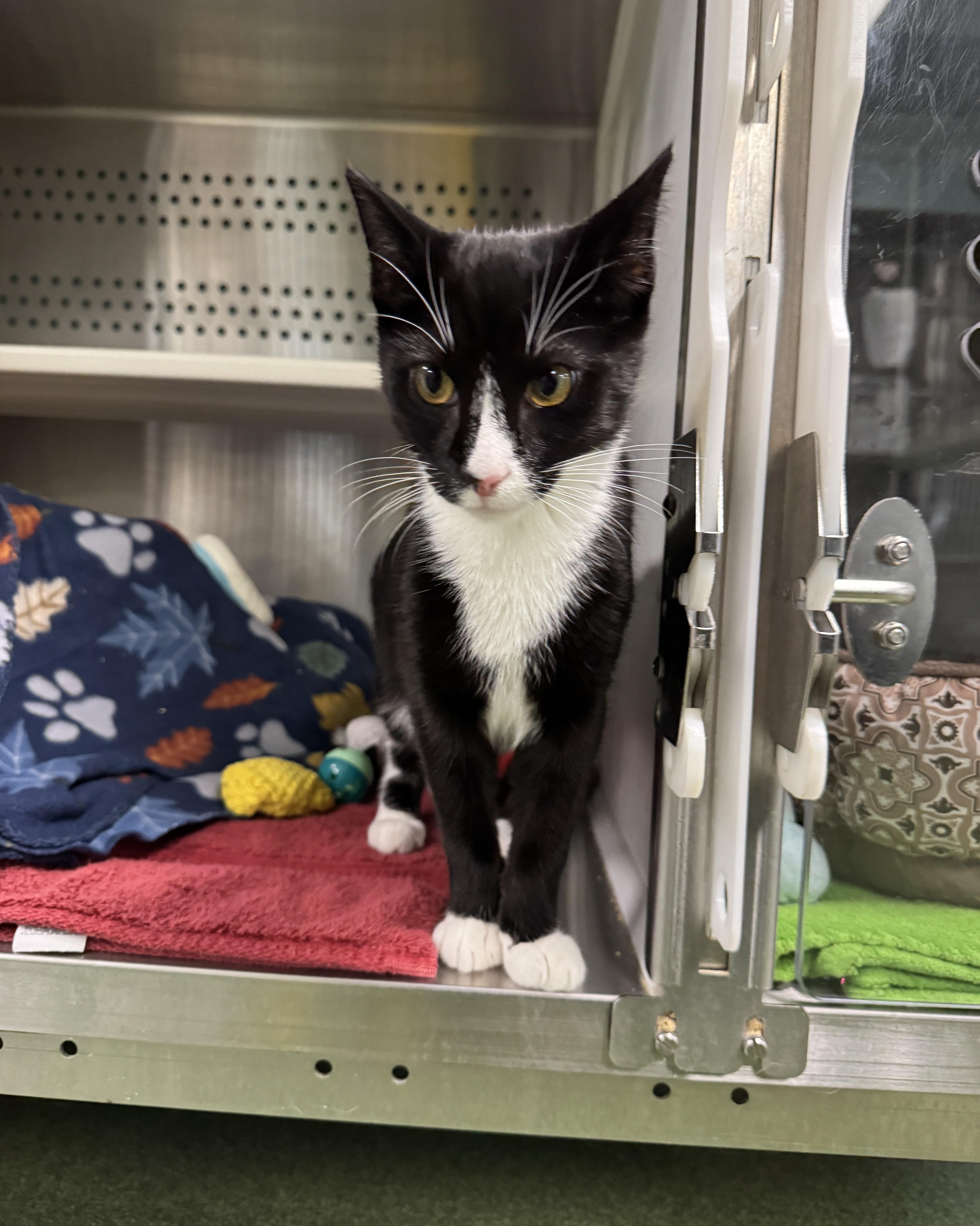 Enlarge Maui, a Adopted Domestic Short Hair in Seneca, PA image 1/5