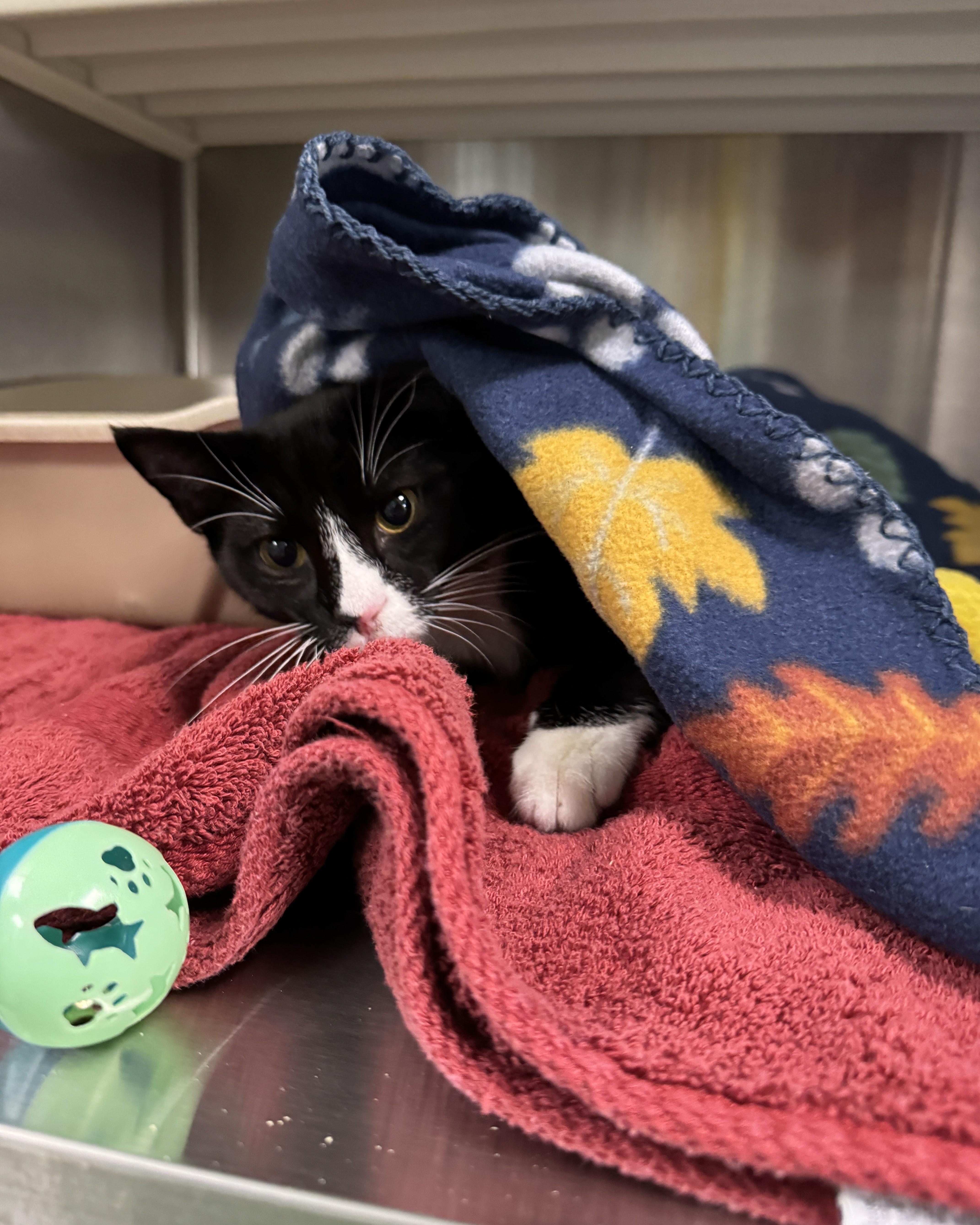 Enlarge Maui, a Adopted Domestic Short Hair in Seneca, PA image 3/5