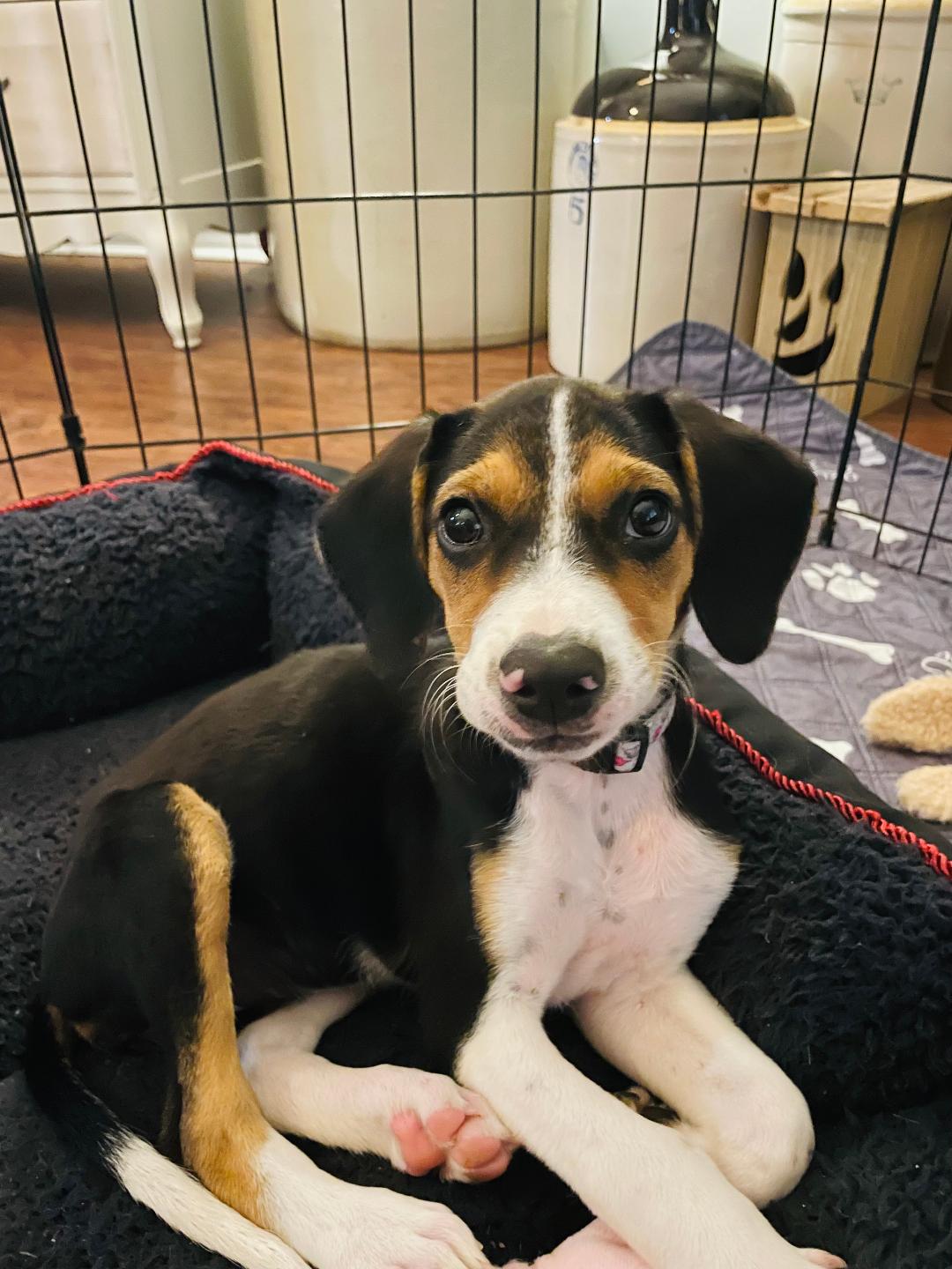 Dog for adoption Molly, a Beagle & Treeing Walker Coonhound Mix in