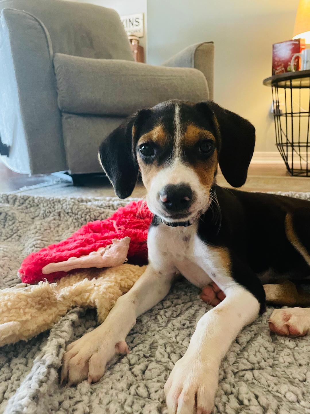 Dog for adoption Molly, a Beagle & Treeing Walker Coonhound Mix in